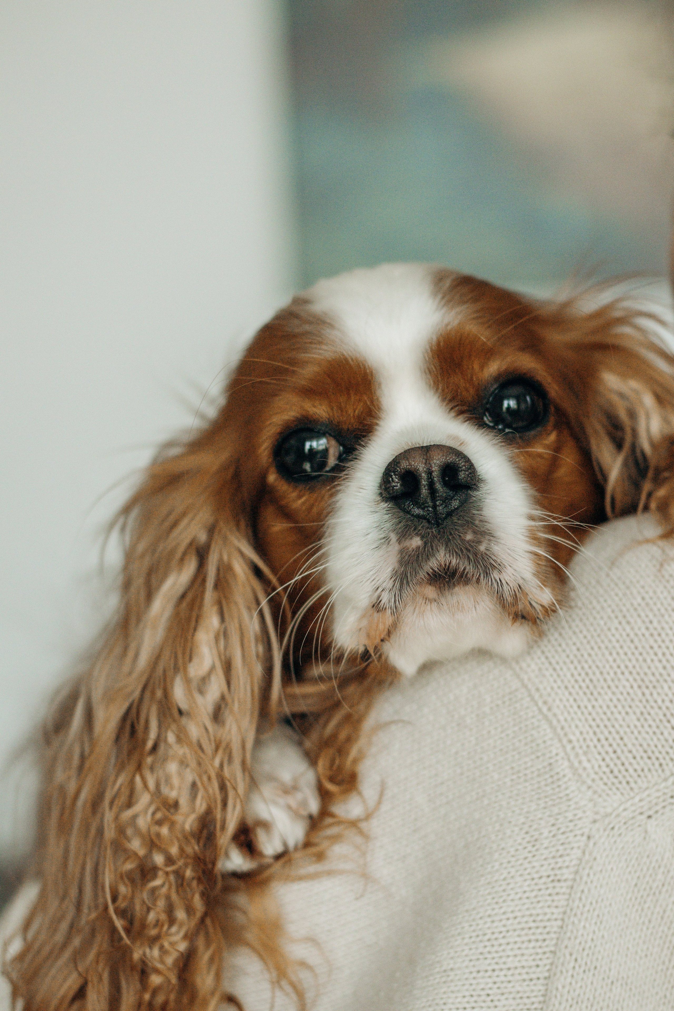 Надя и Лали. Фотограф-анималист в Санкт-Петербурге