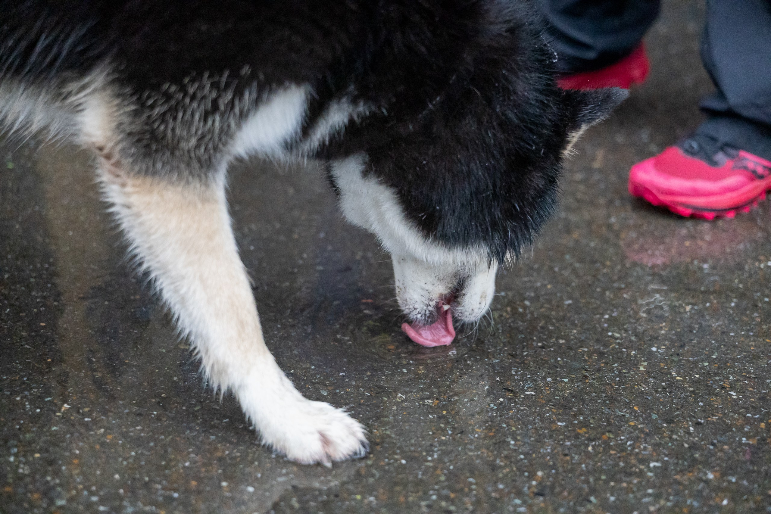 Беговой клуб 5 вёрст. 15 ноября 2025. Главная