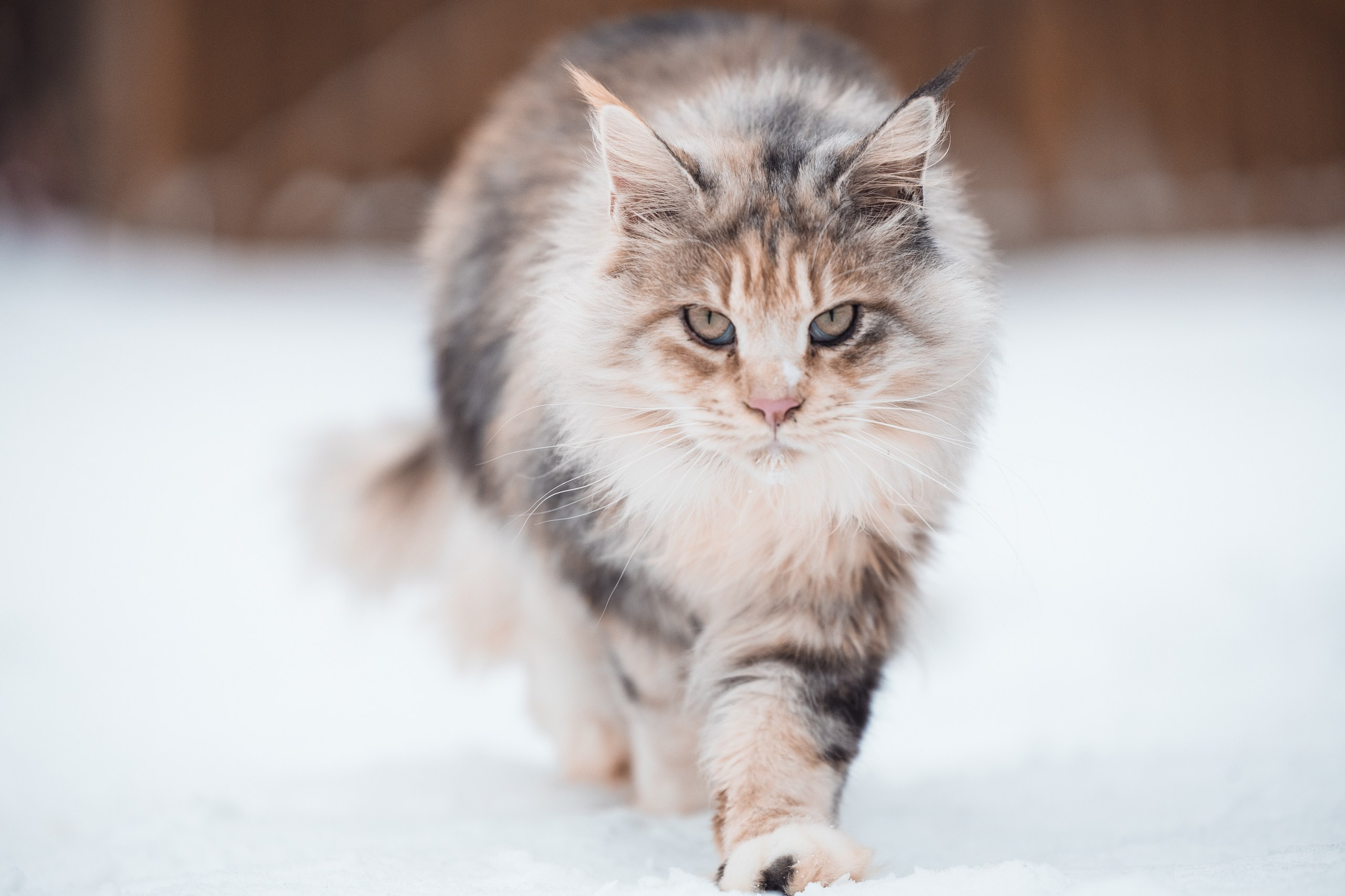 Фотосессии для животных. Denis Vychugzhanin Photo