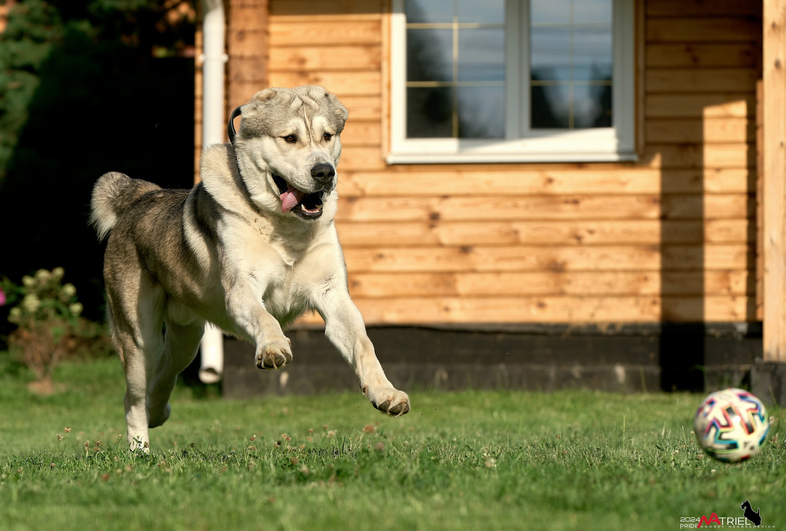 Съемка собак с выездом к Вам в дом