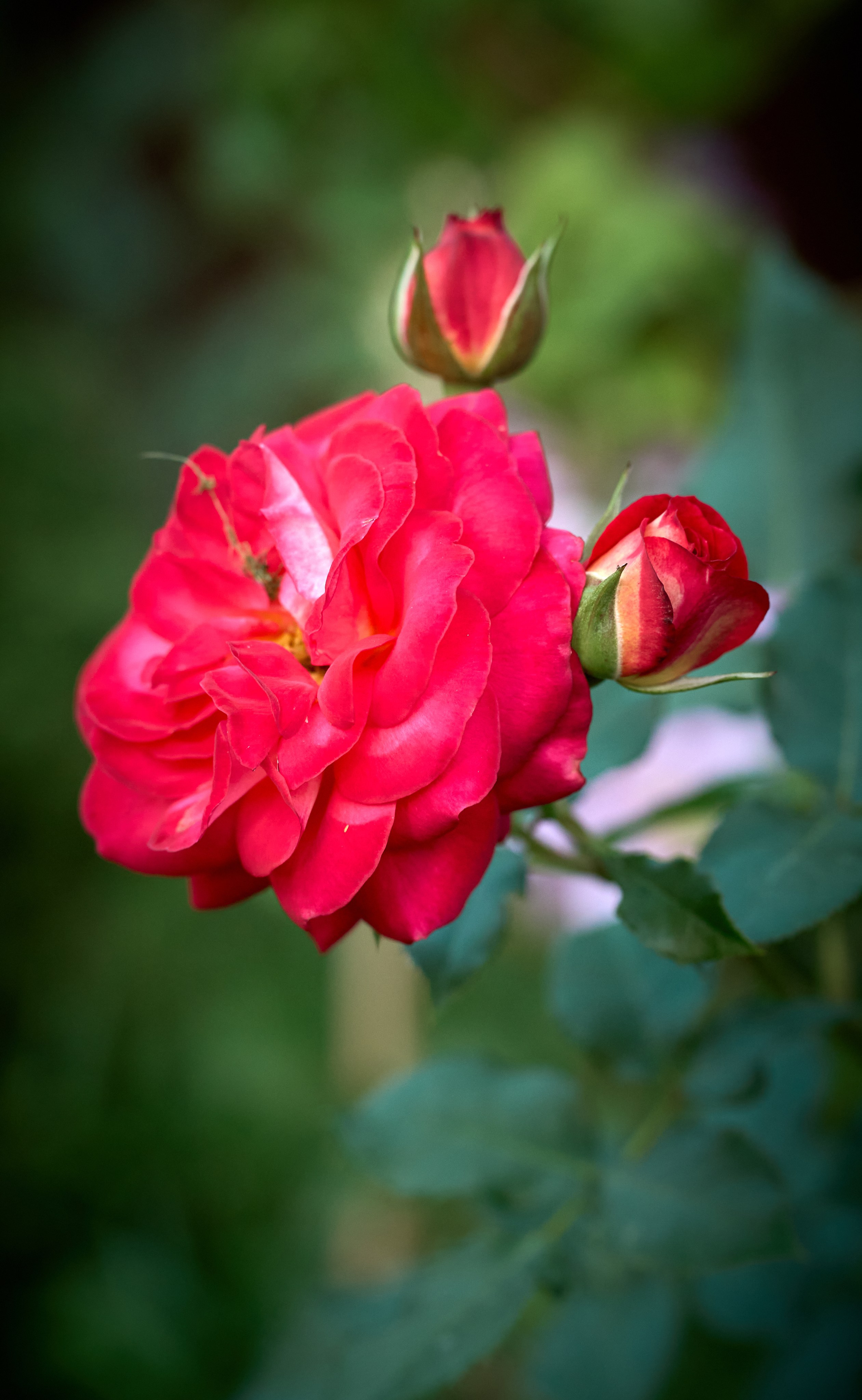 Лютики-цветочки — галерея NATRIEL