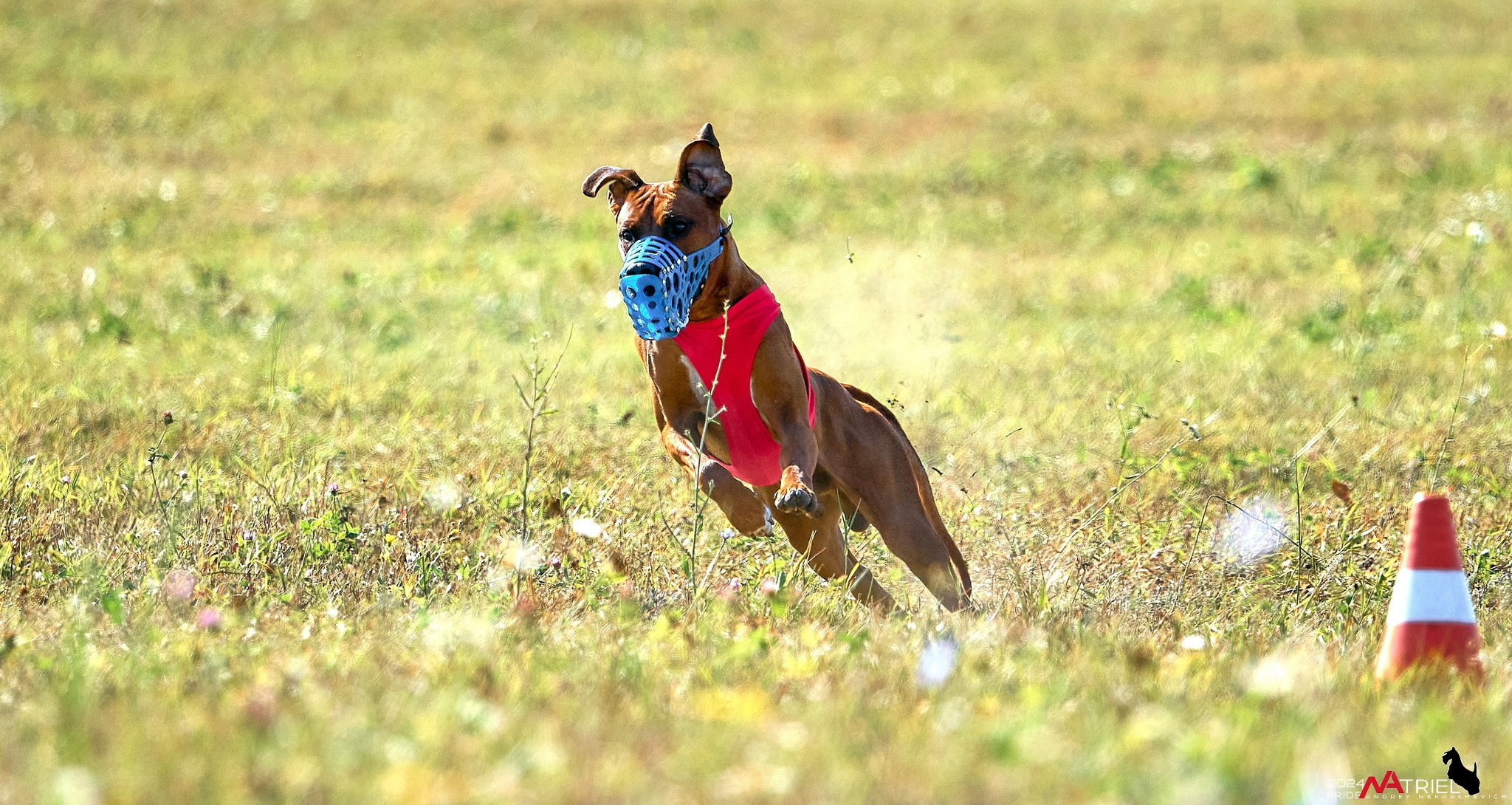 Курсинг в Иволге