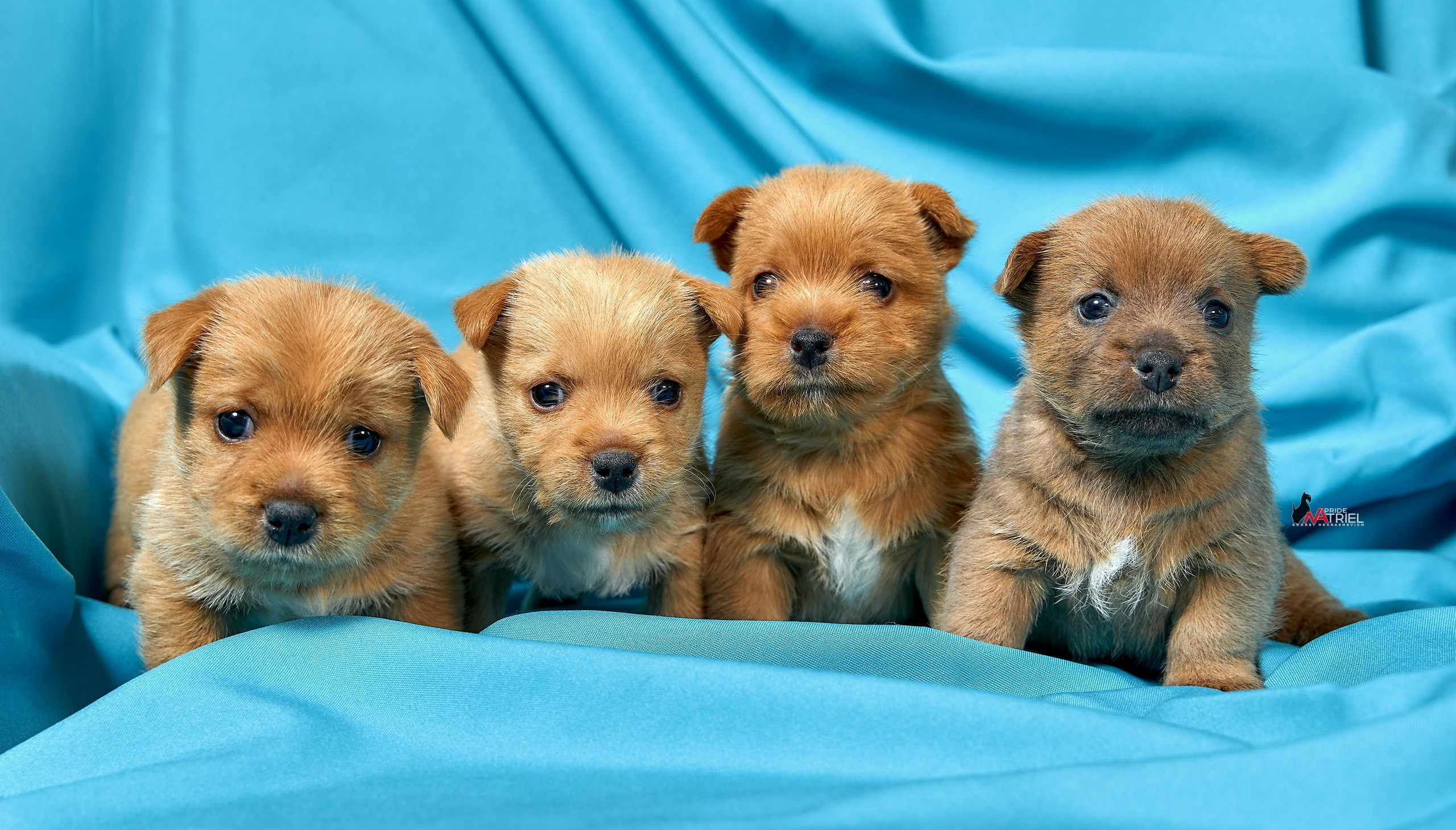 Щенки дома — галерея NATRIEL