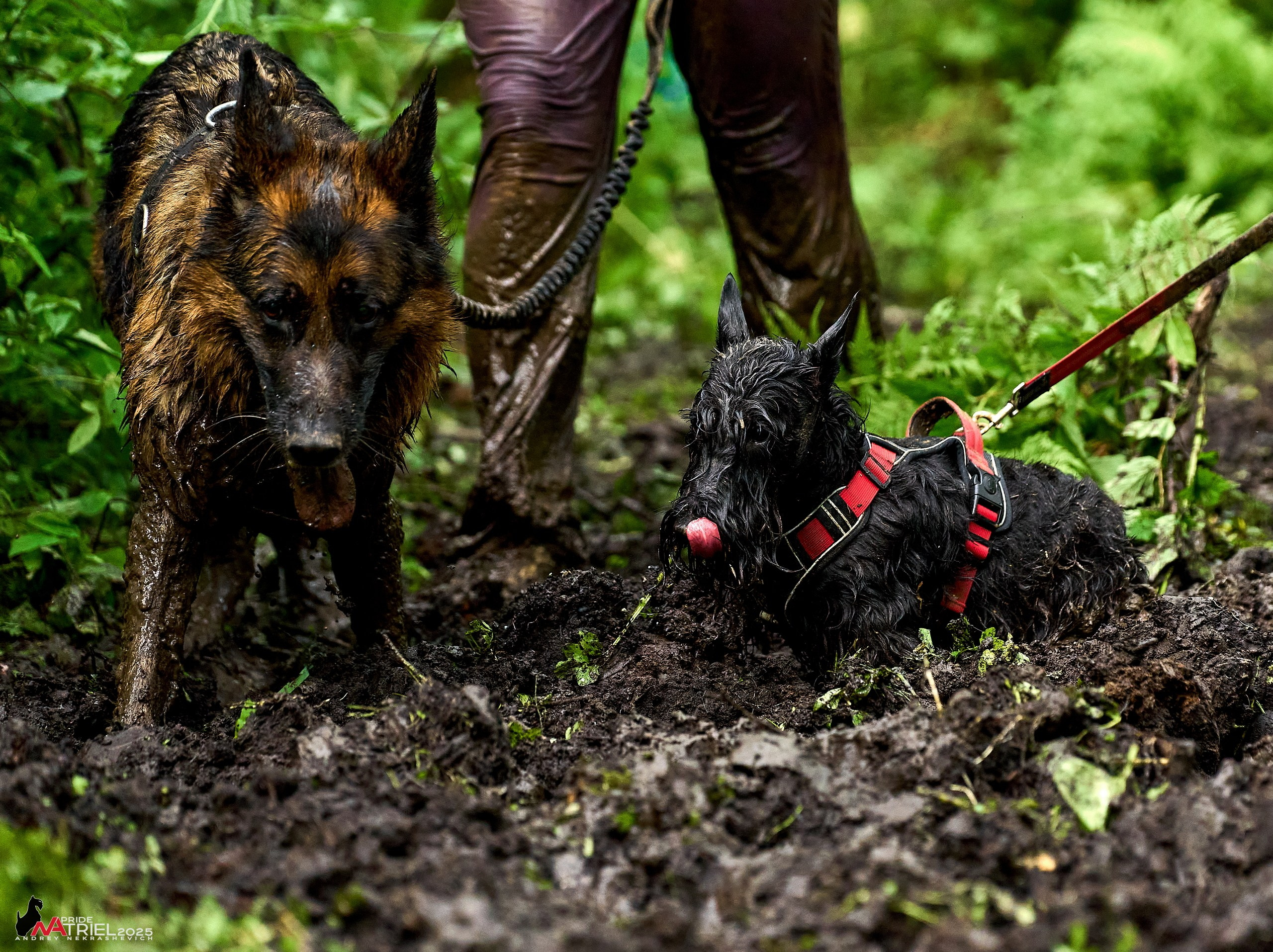 Russian Extreme Dog Trail — 2025