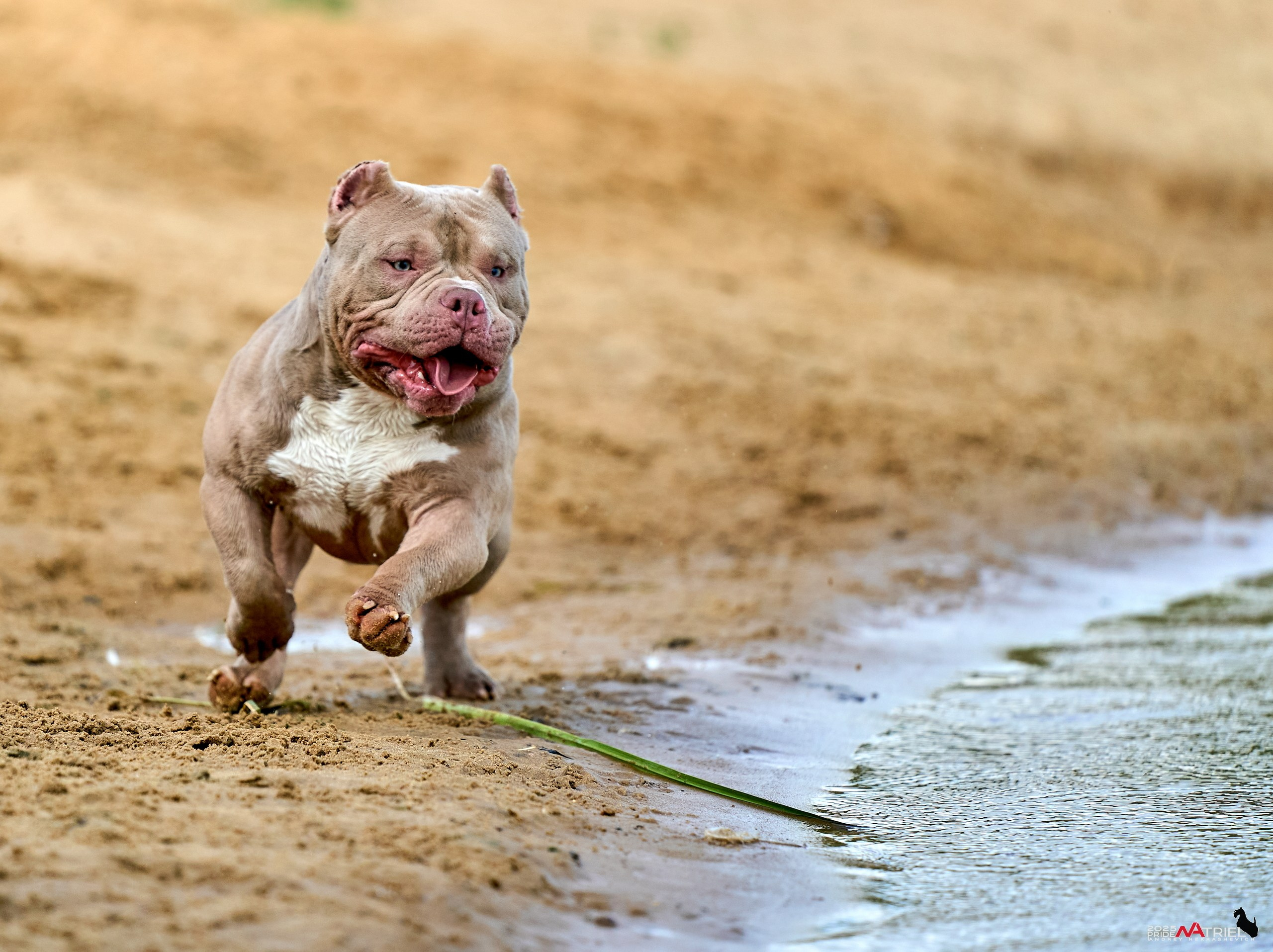 Съемка собак породы булли на природе