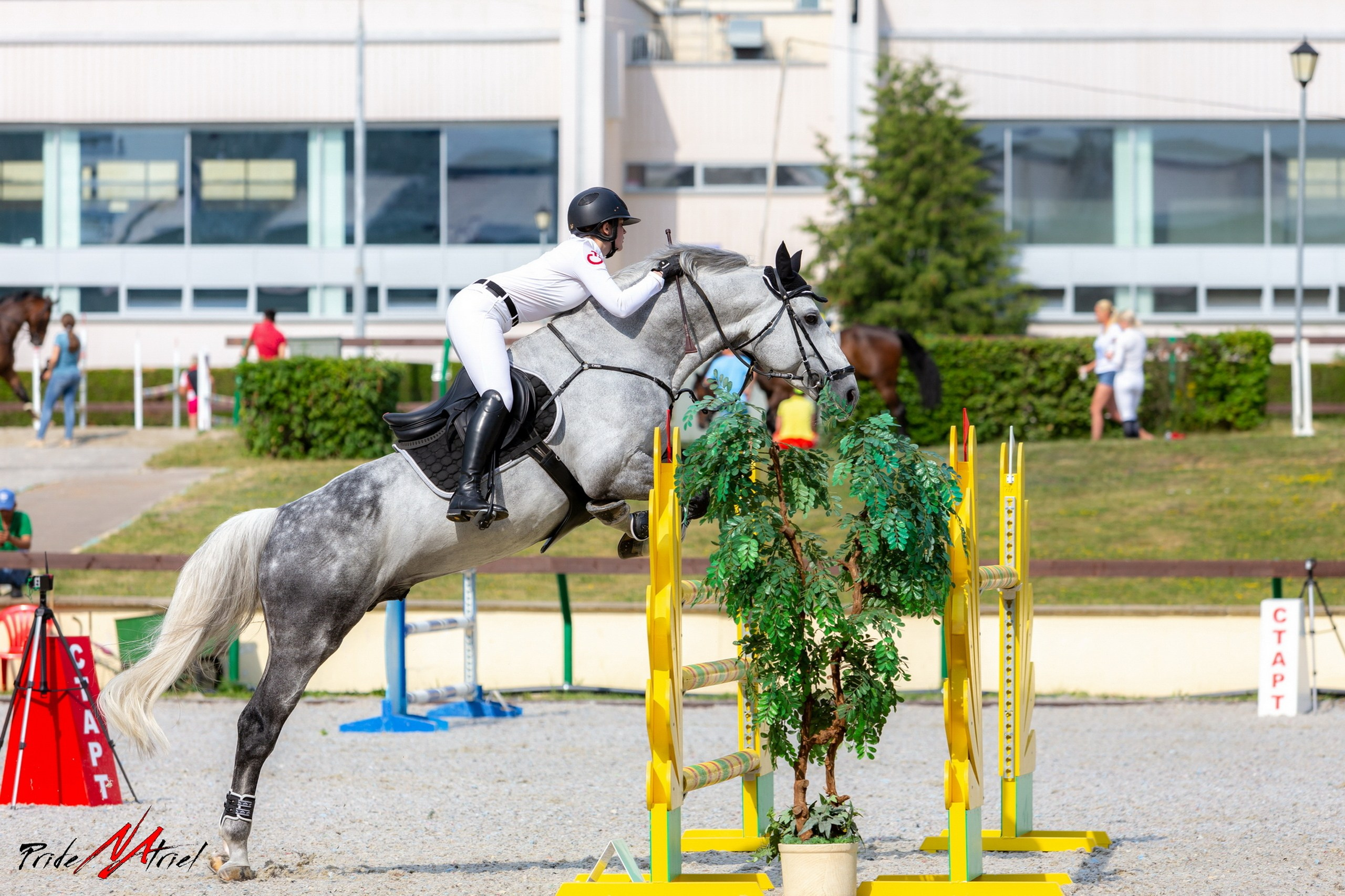 Соревнования на лошадях — галерея NATRIEL