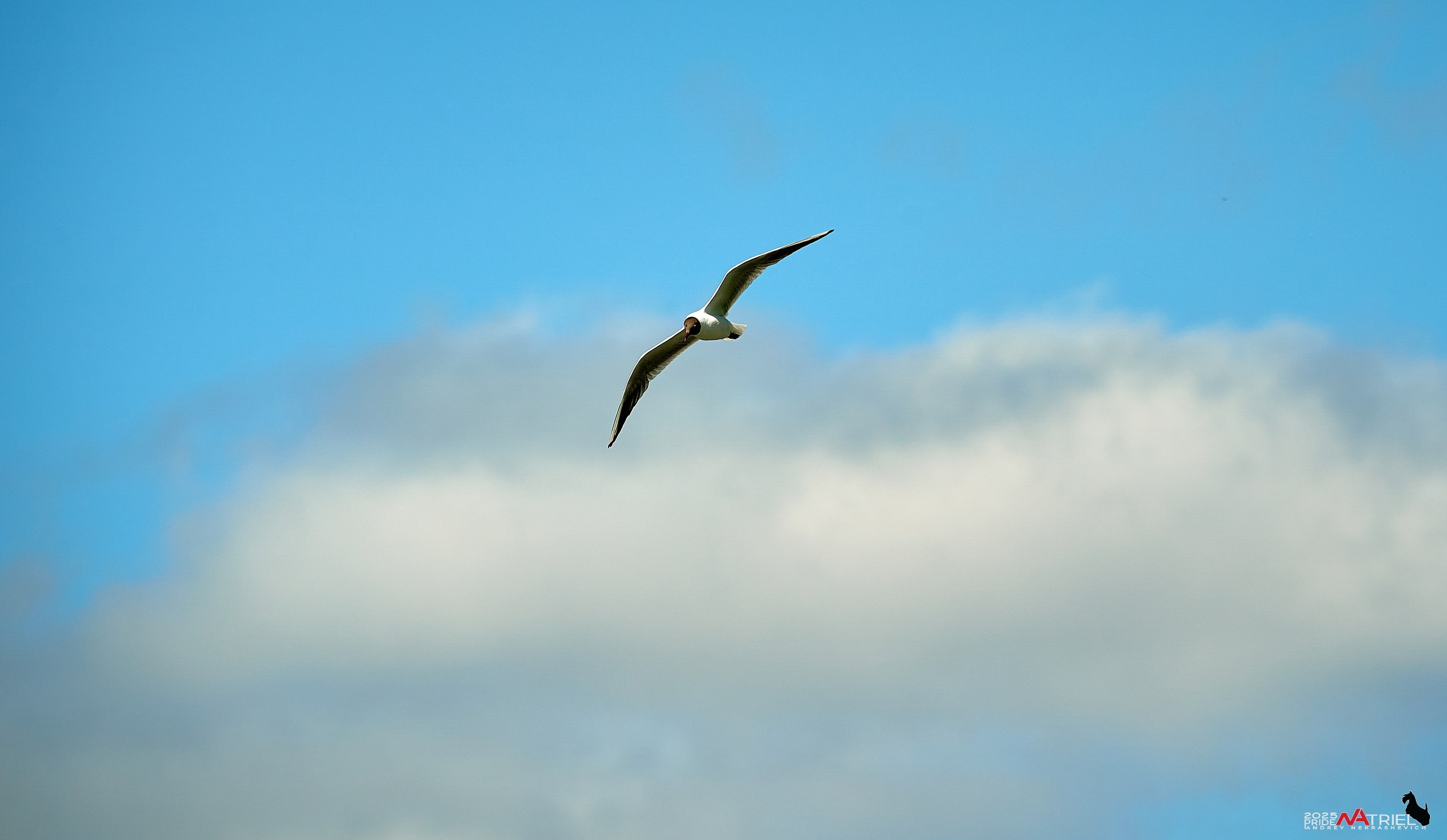 Птички и цветочки