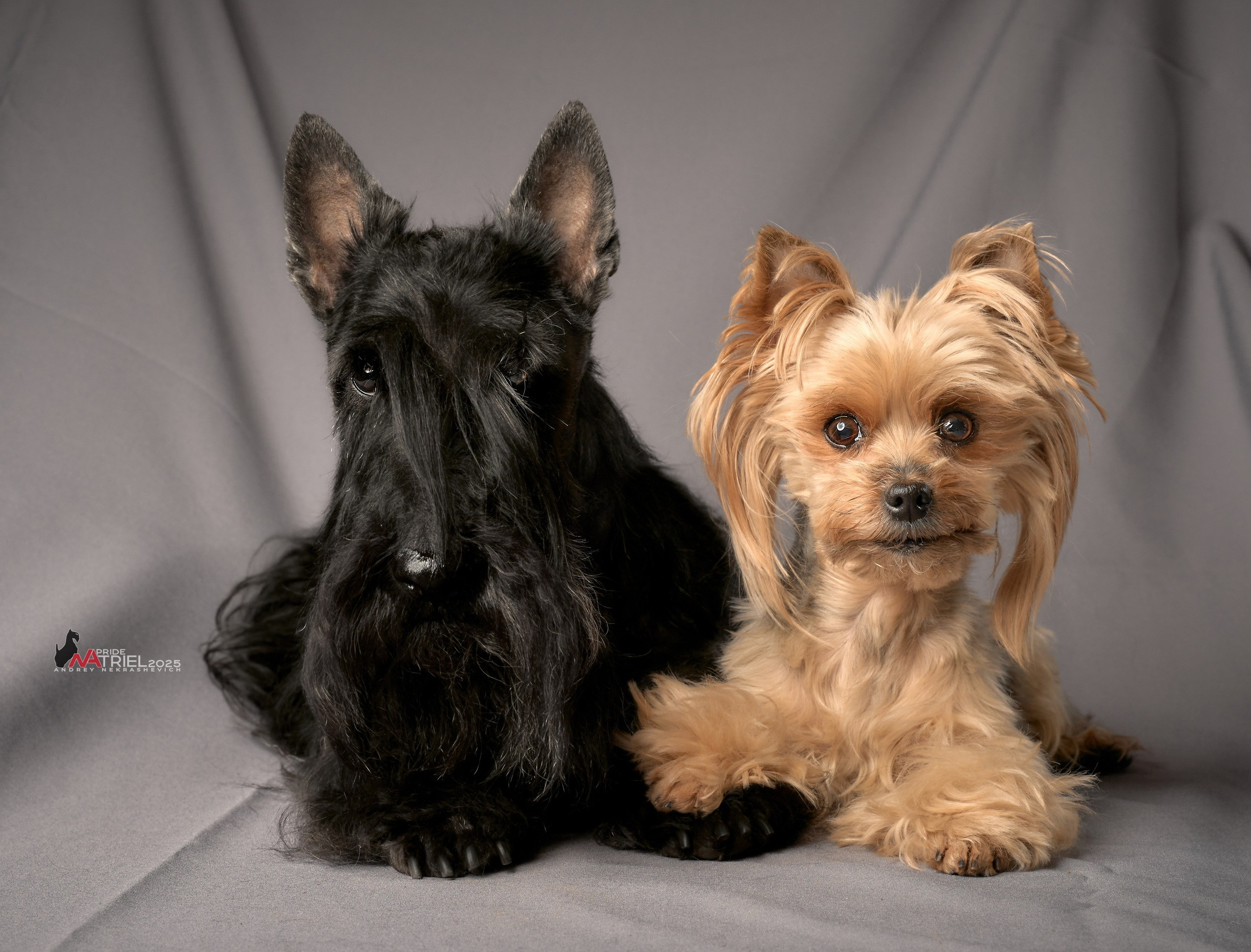 Съемка моих собак с мобильным светом