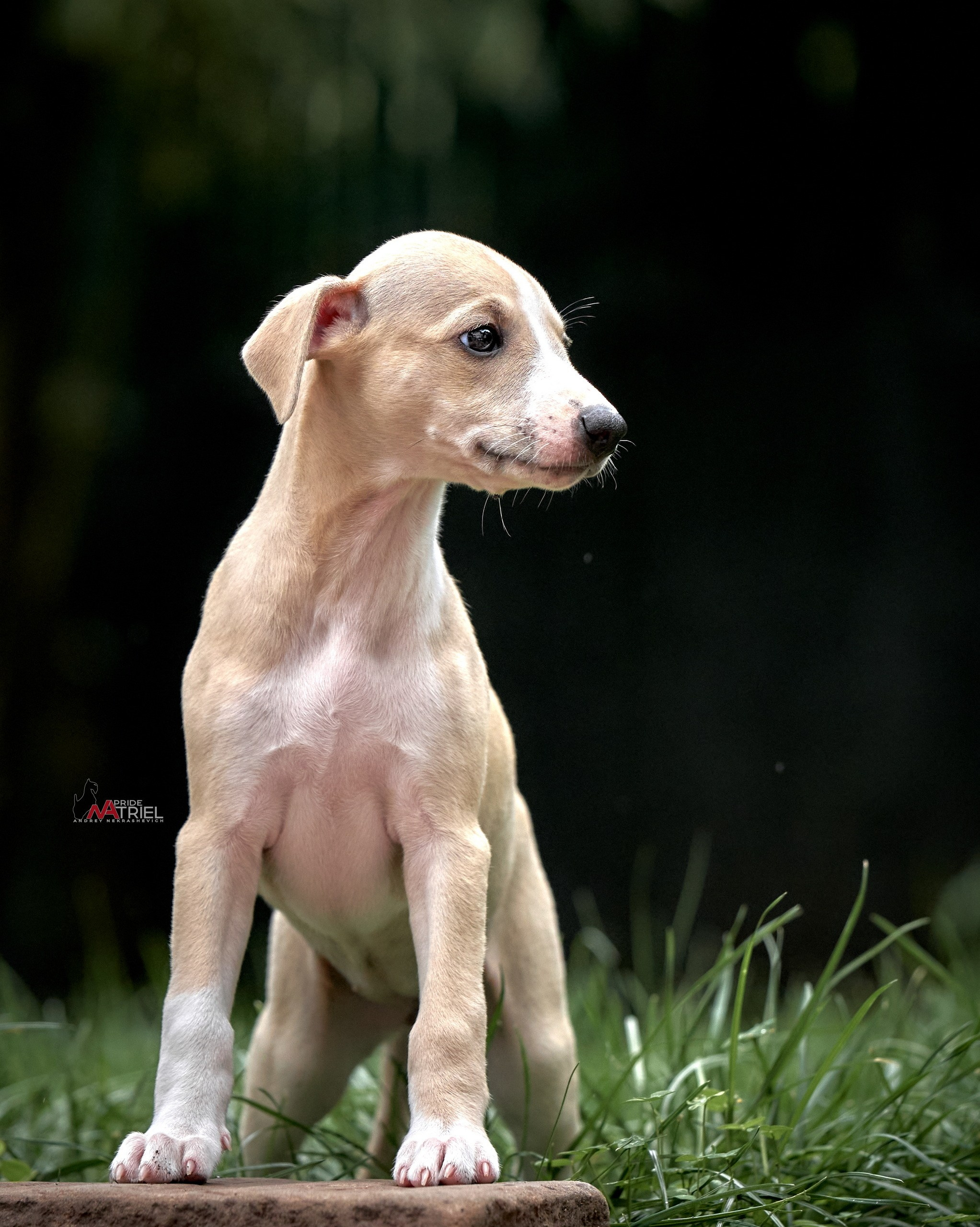 Щенки на прогулке — галерея NATRIEL