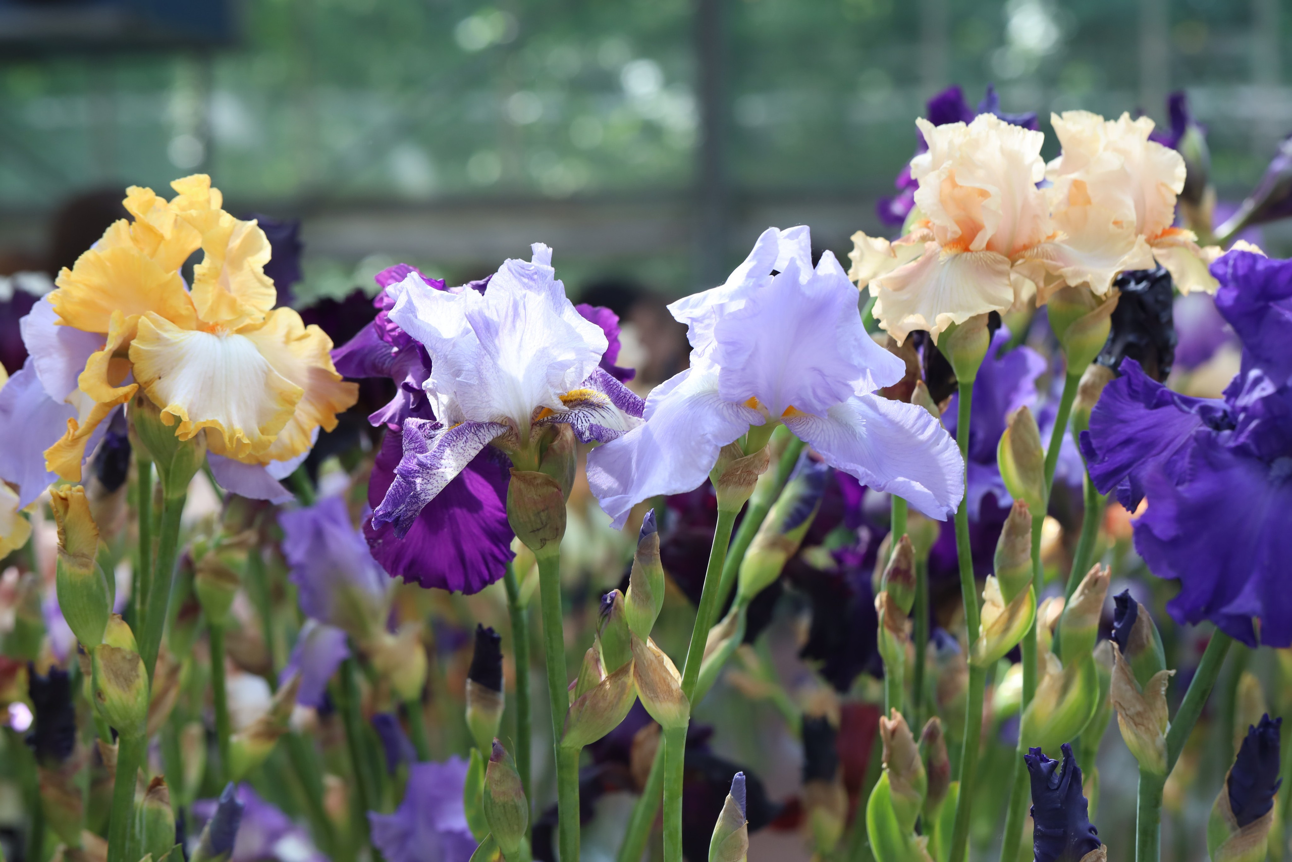 Фестиваль пионов и ирисов в Аптекарском огороде — июнь 2023. Фотосессии и репортаж — Фотограф в Москве — Рина Серёгина