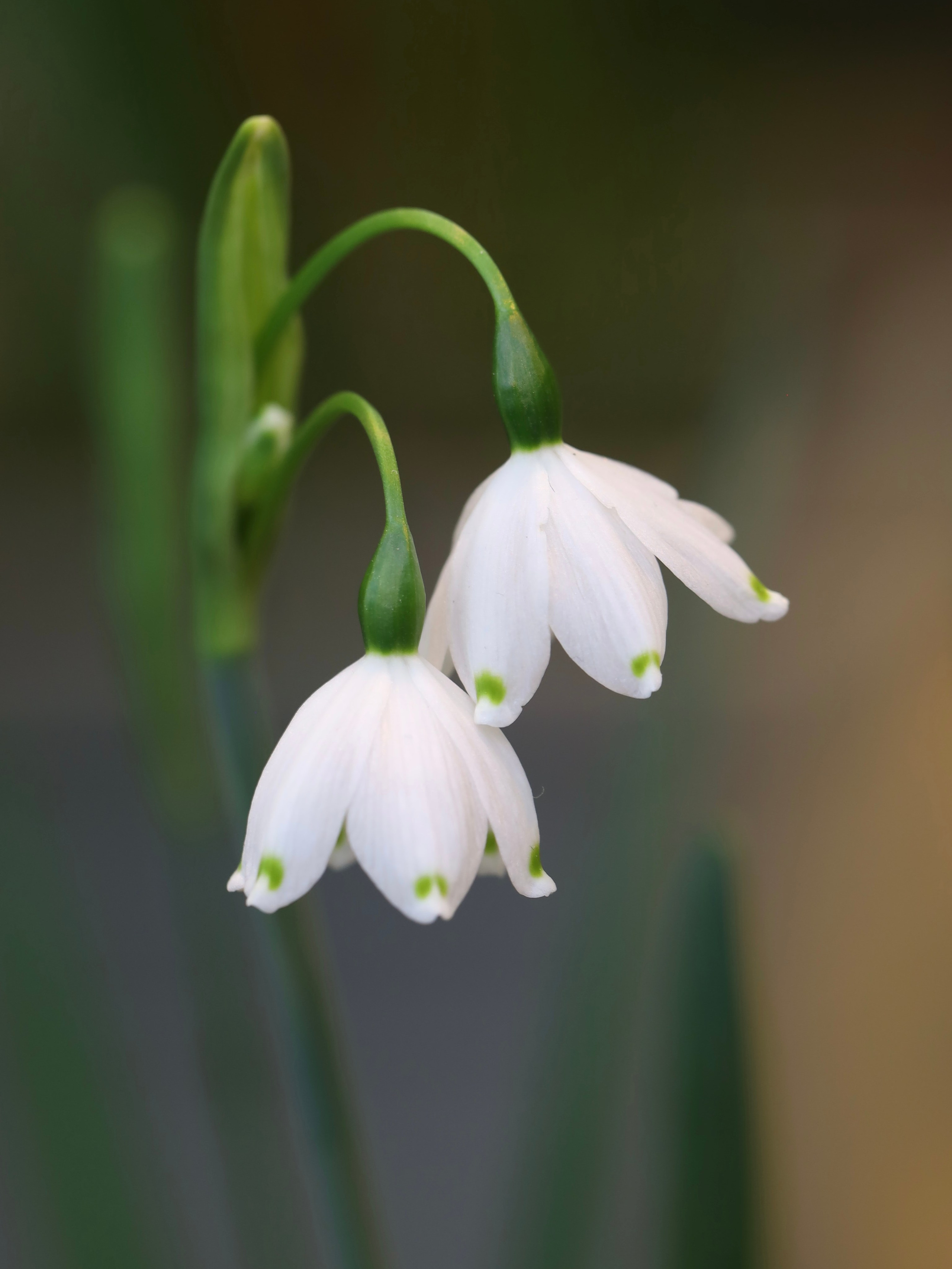 Весенние цветы. Фотосессии и репортаж — Фотограф в Москве — Рина Серёгина