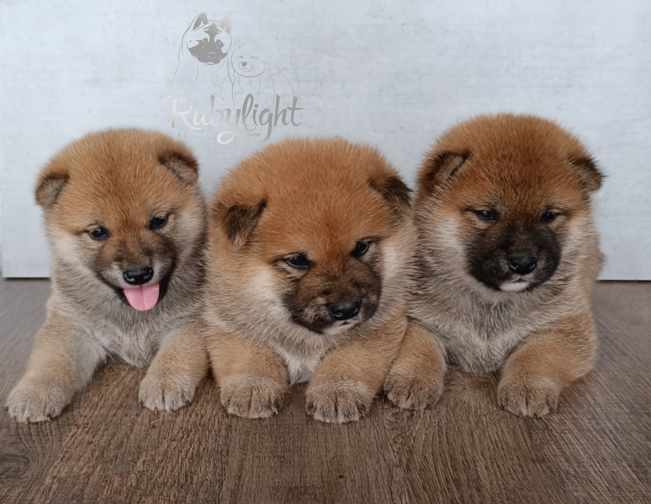 Сиба Помёт Е питомник Рубилайт