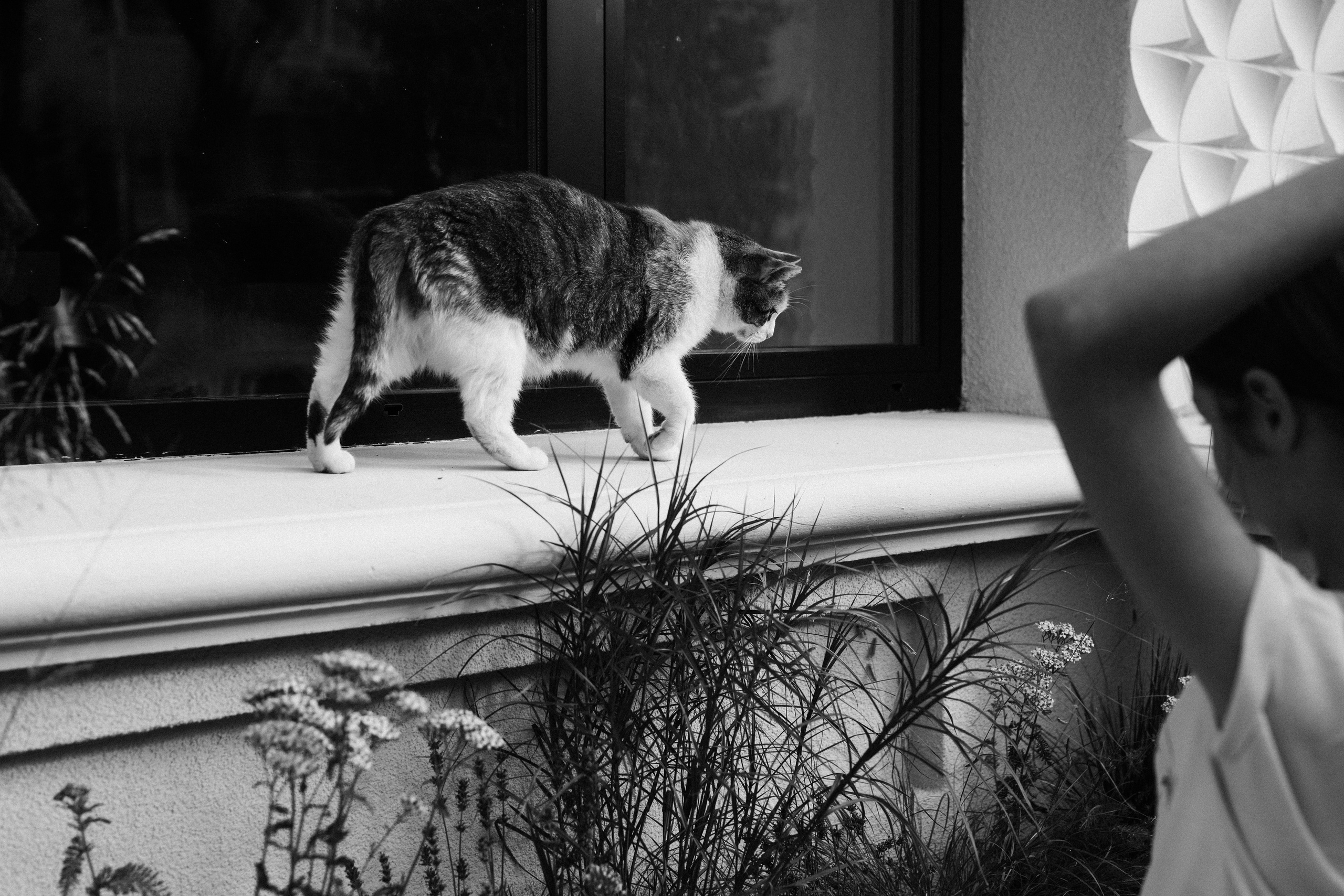 Коты Зеленоградска. Фотограф Зеленоградск Красильникова Елена