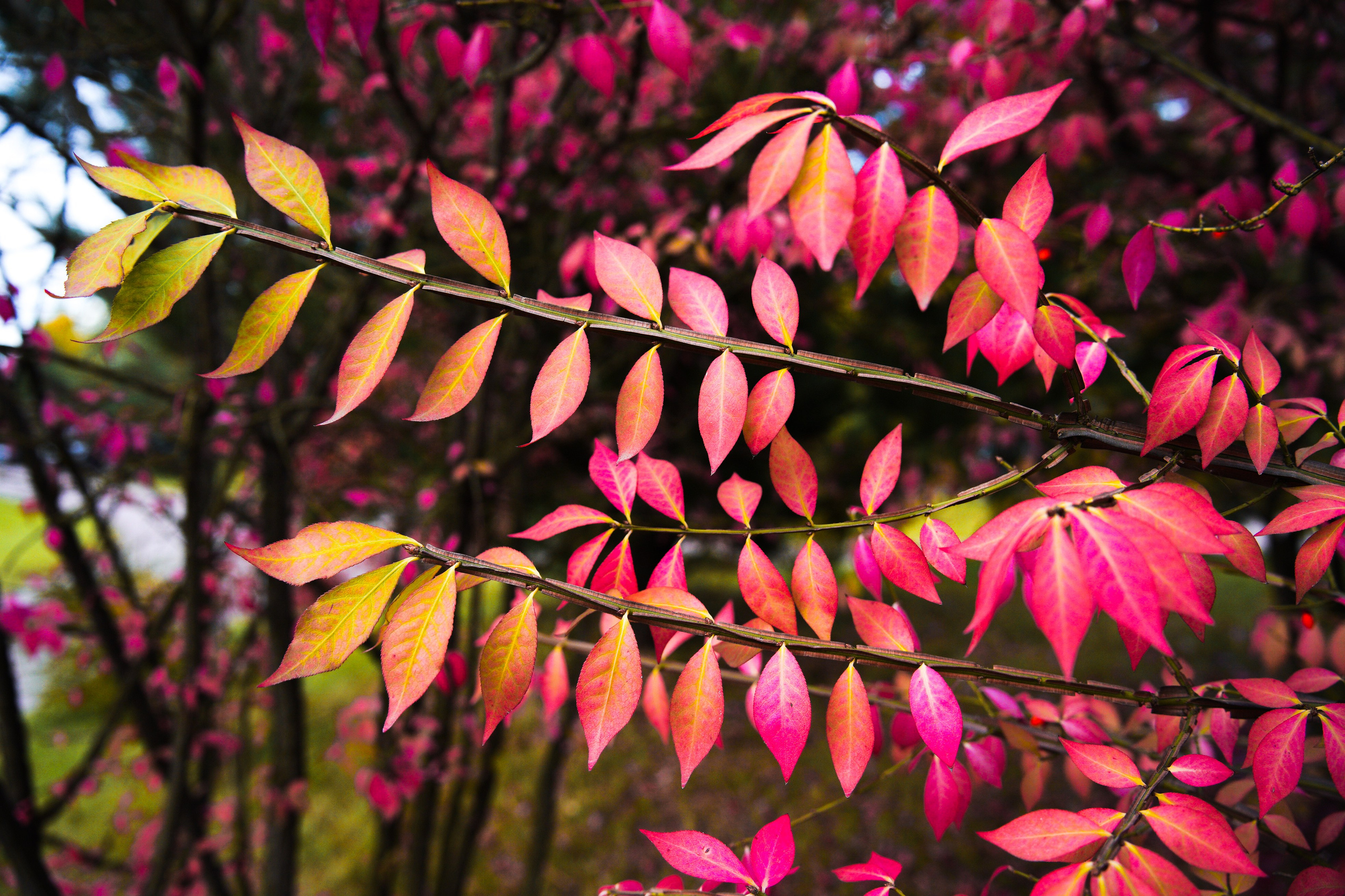 Осень 2025. Фотограф из Москвы — DASHA NOVA | Авторская фотография в разных жанрах