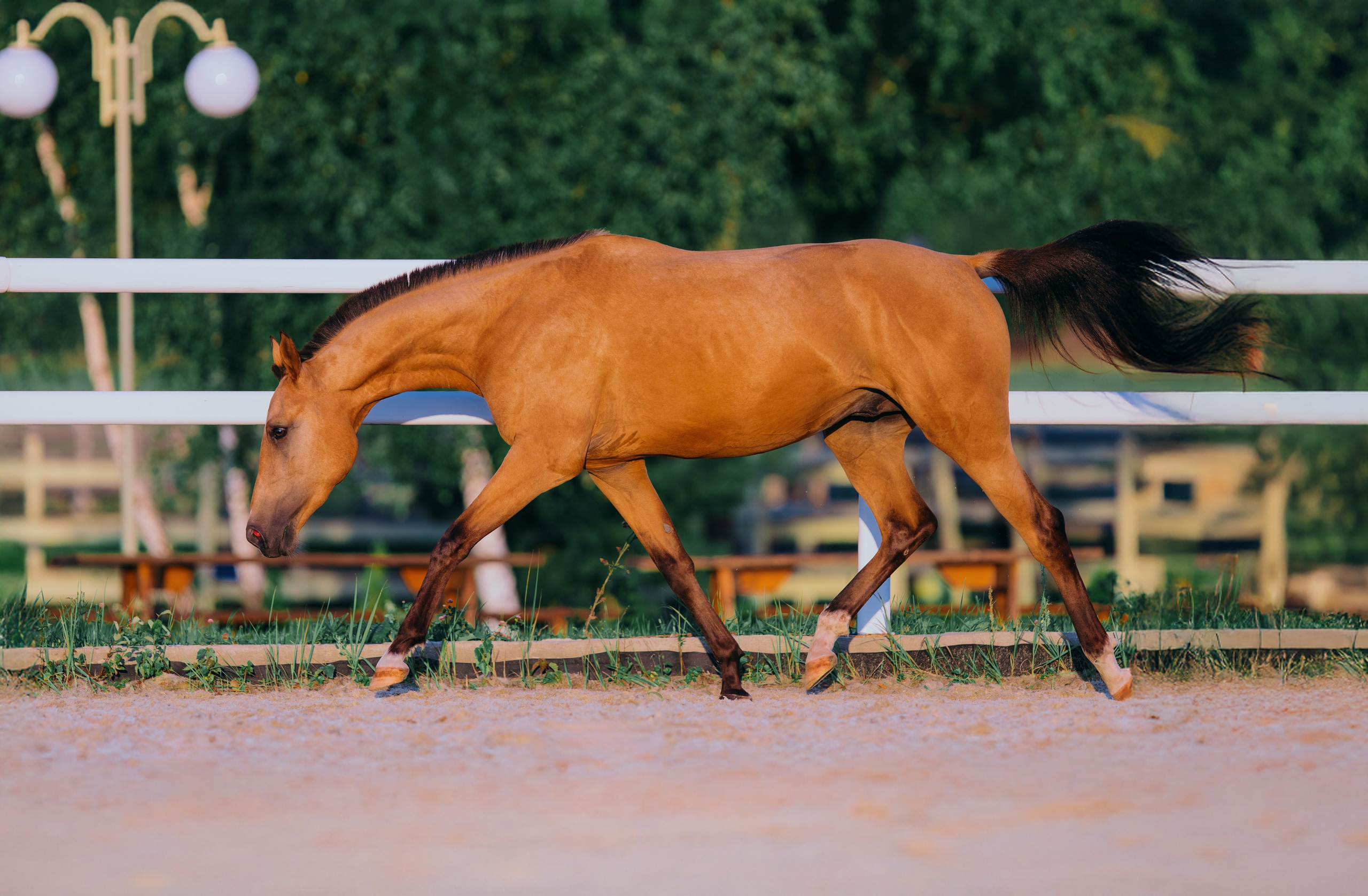В движении. Фотограф-анималист Ксендзова Кристина