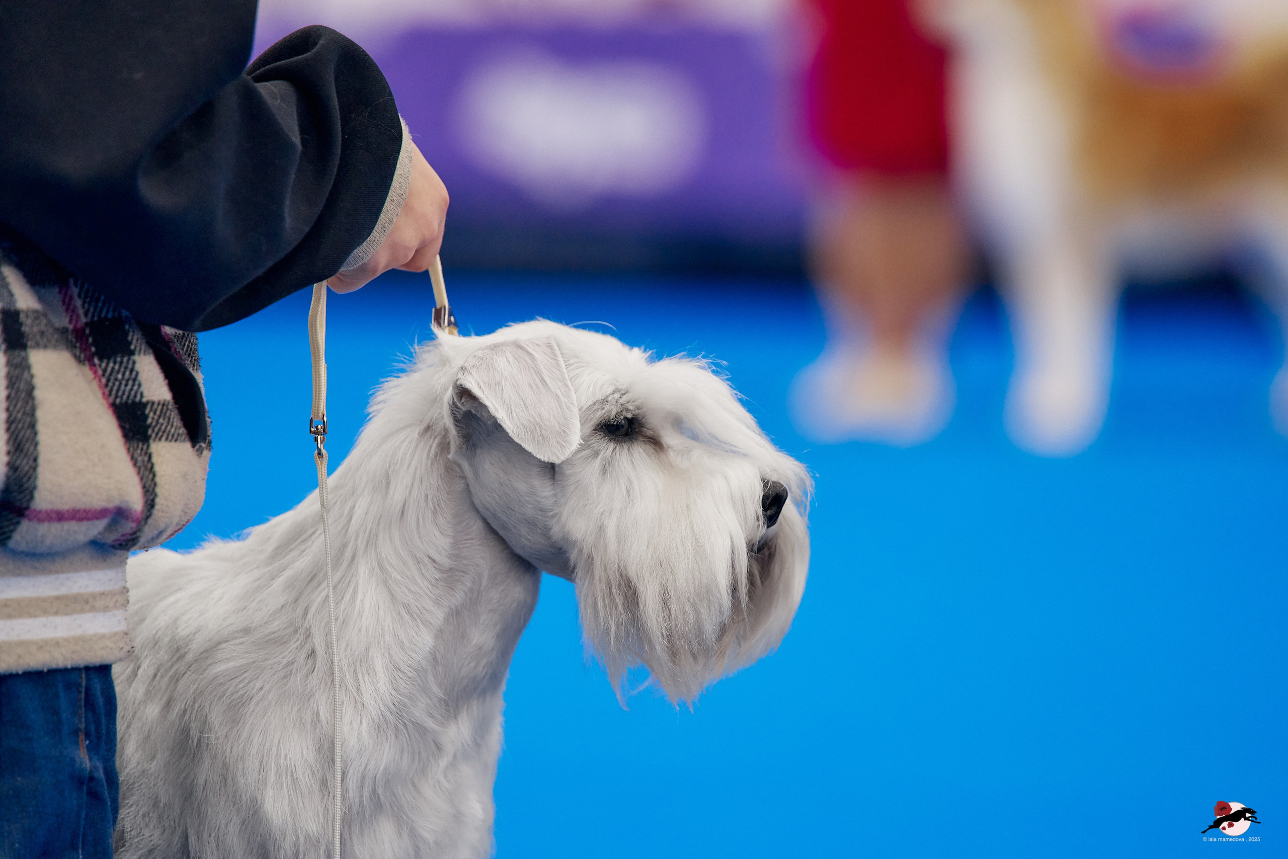 27.04.2025 | "Петербург-Элита 2025" & «КУБОК «ЭЛИТЫ»-2025»