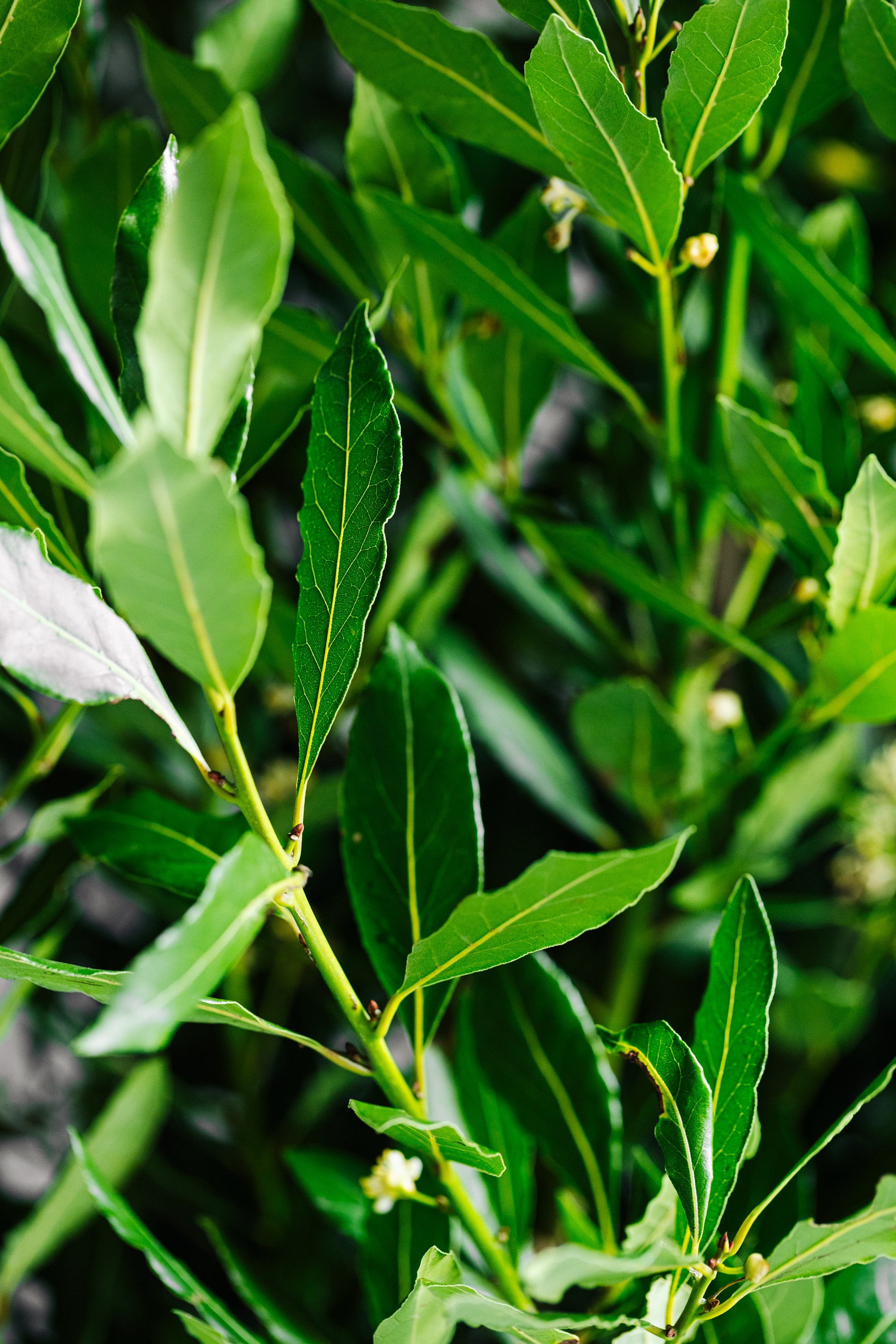 Портфолио контент фото для ресторанов. Контент фотограф в Москве Ник Фрост