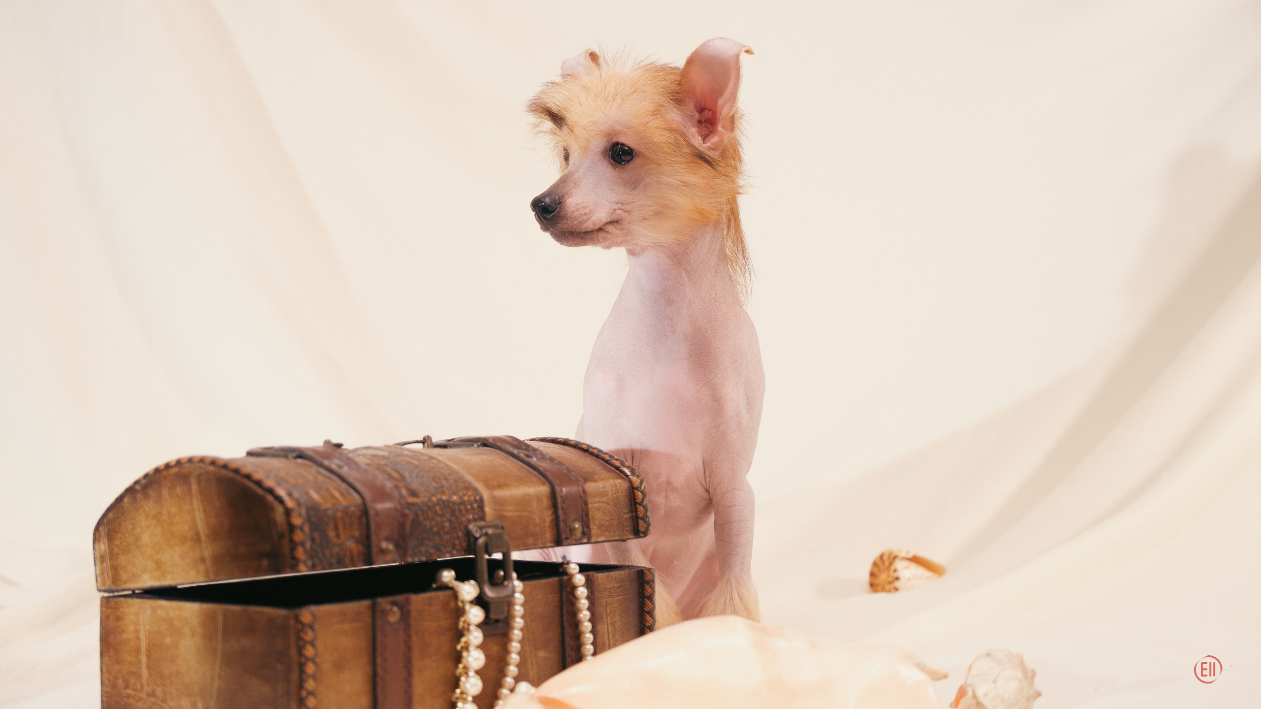 Poale Ell Vera hairless femaly dog. Chinese Crested Dog Kennel Poale Ell