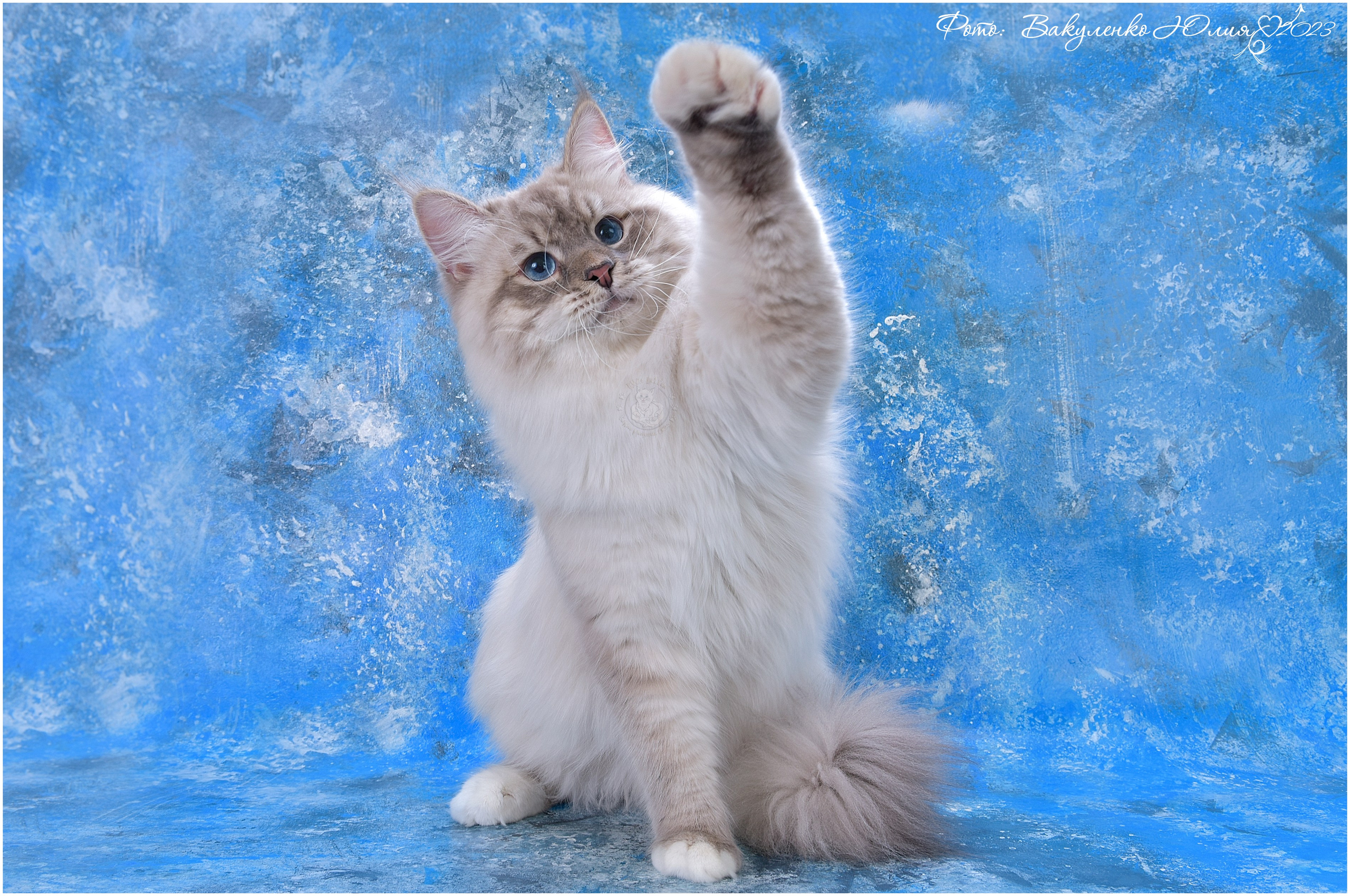 Взрослые. Фотограф анималист | семейный Юлия Вакуленко, г. Краснодар