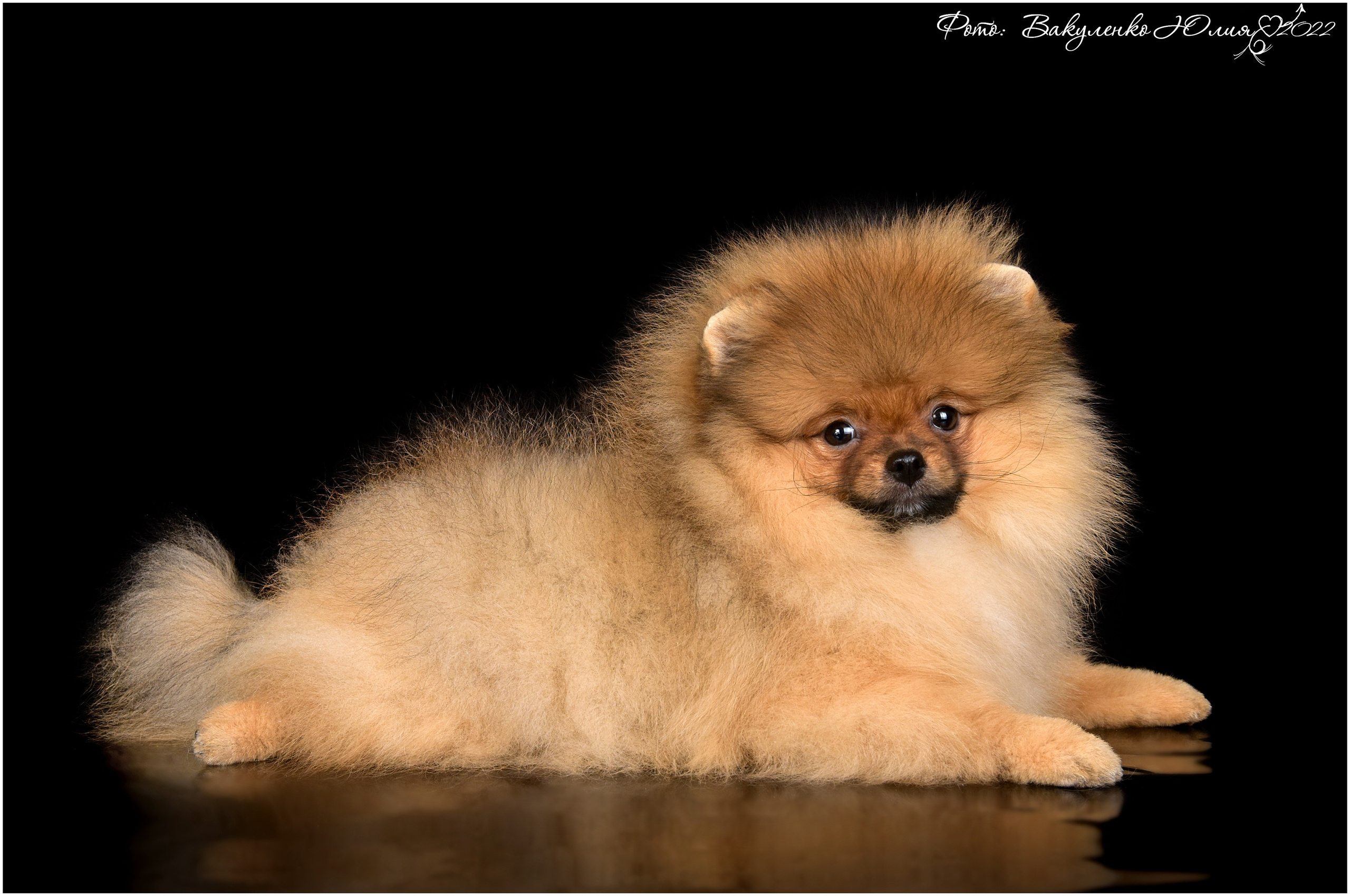 Студийная съемка. Фотограф анималист | семейный Юлия Вакуленко, г. Краснодар