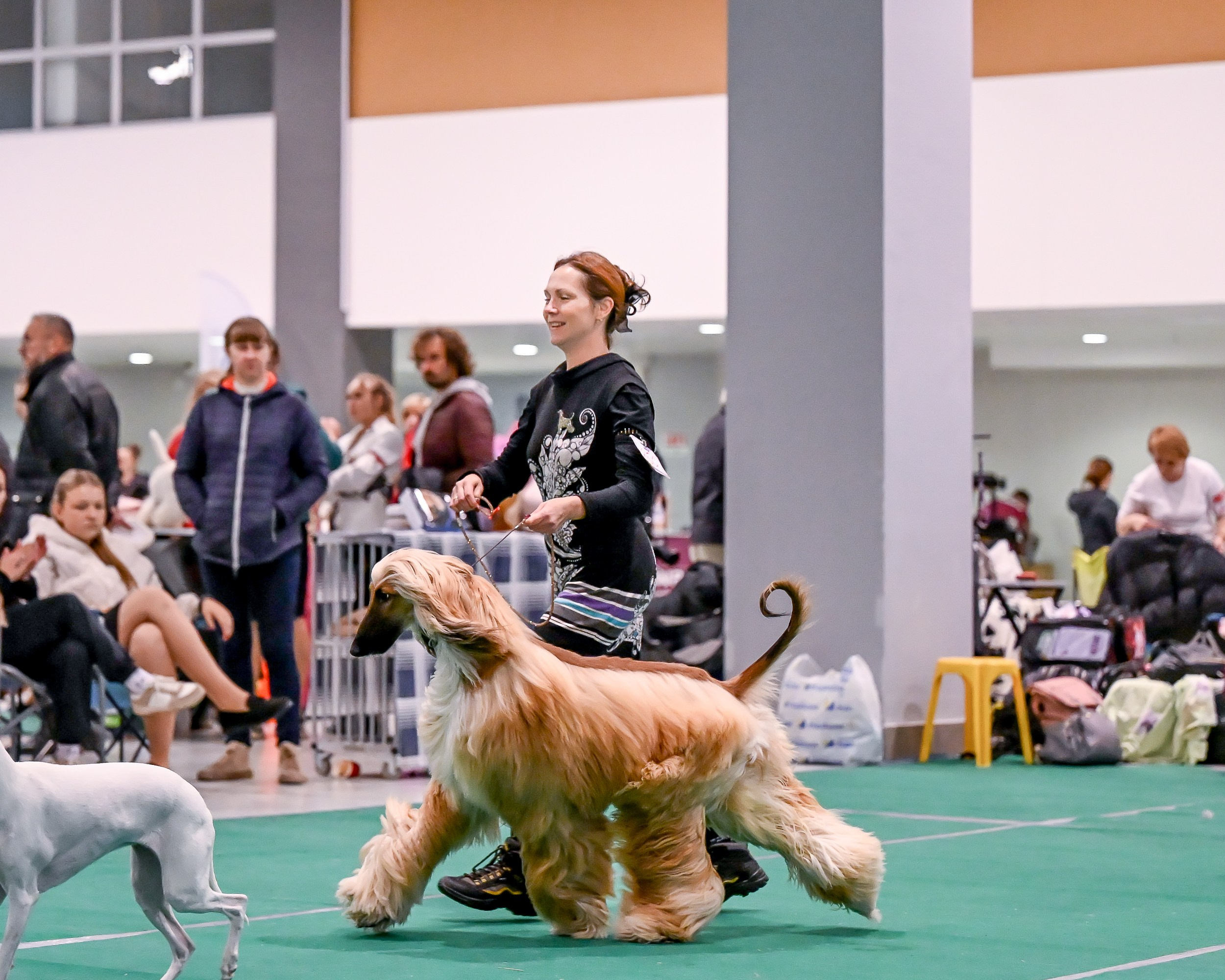 19.10 МКС и Элита. Галерея фотографий афганской борзой