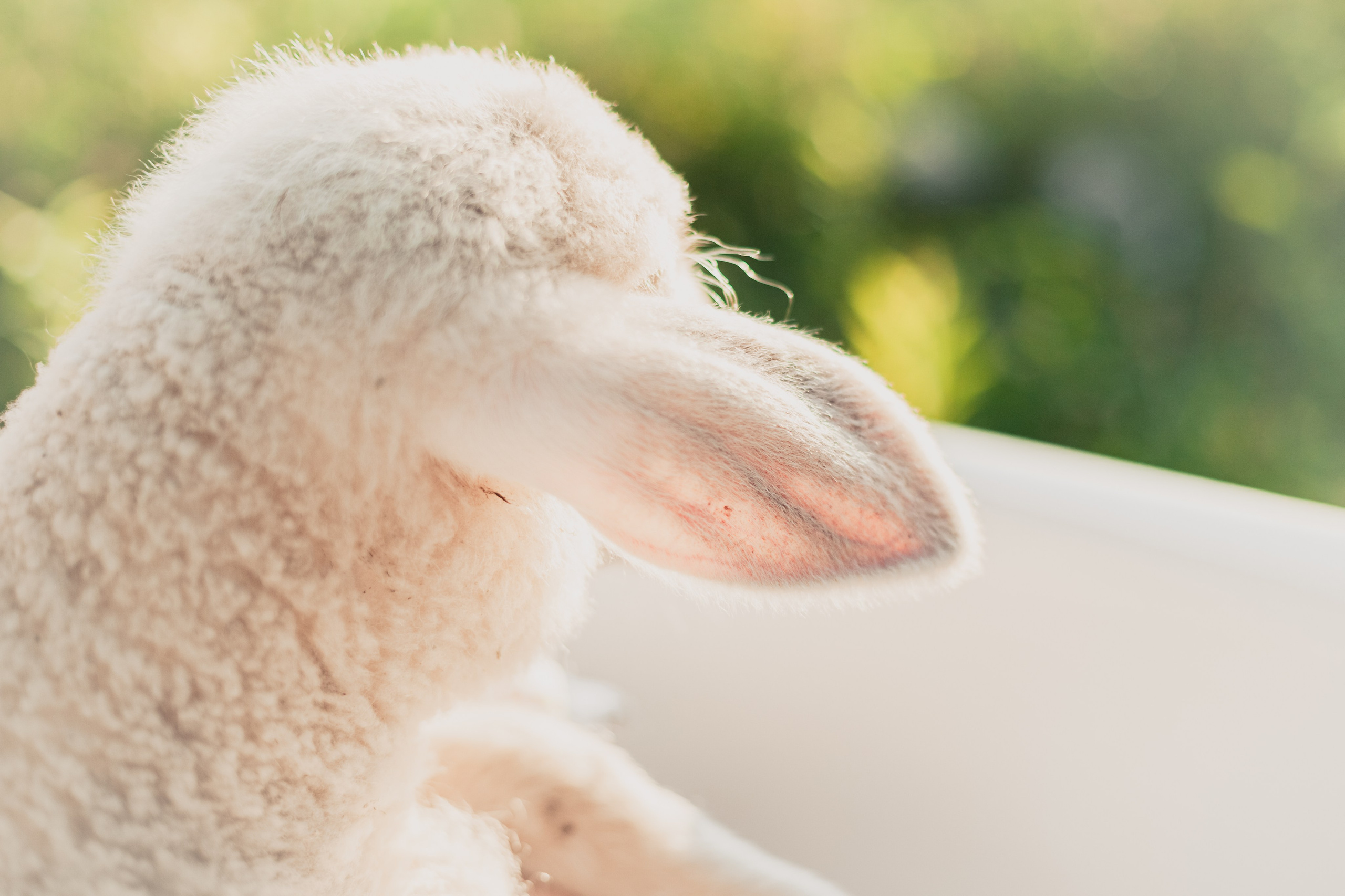 Ванна в поле. Фотограф-анималист Татьяна Степанова