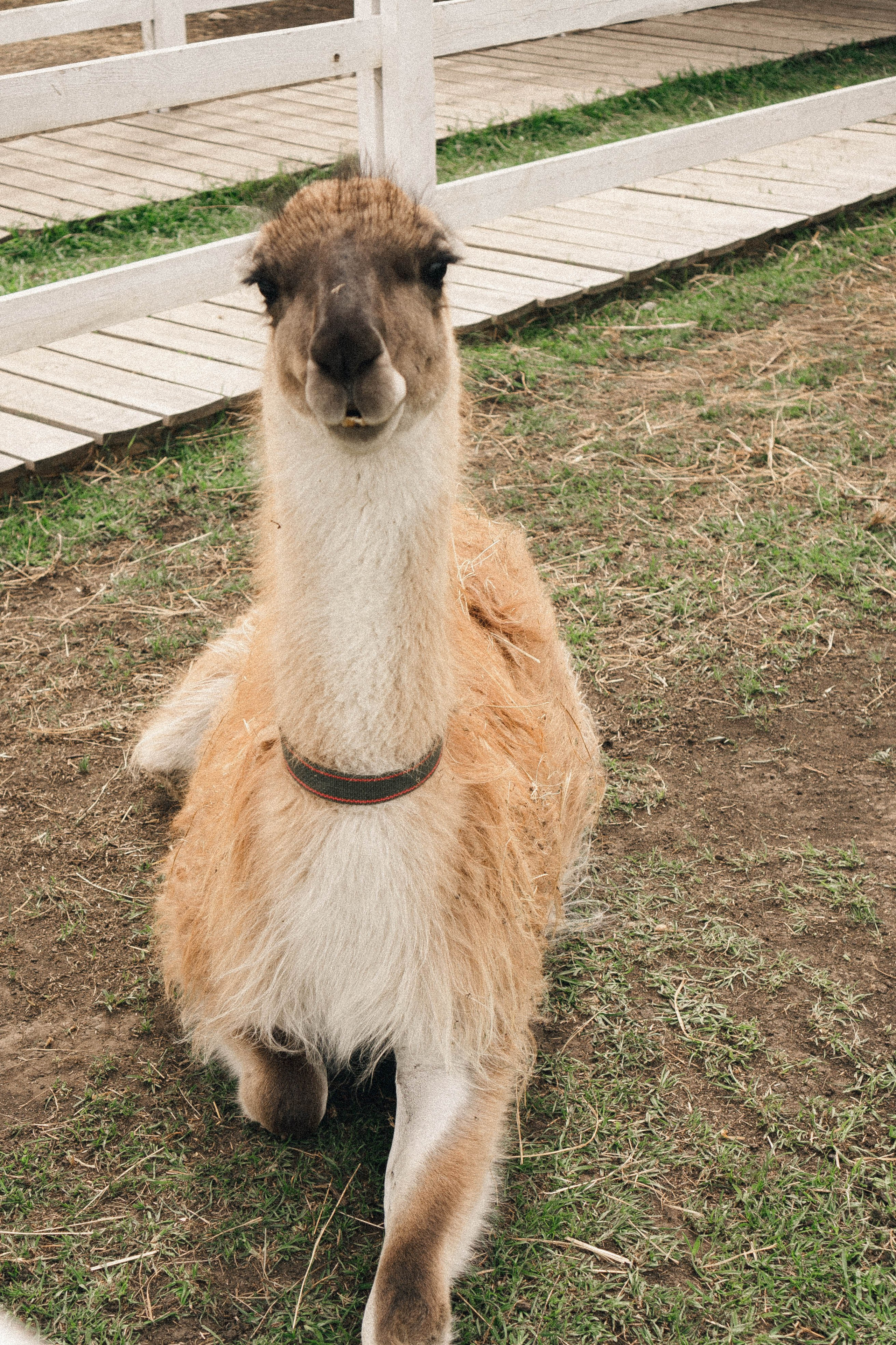 Ферма Альпак. Профессиональный фотограф, Санкт-Петербург — Виктория Богомолова