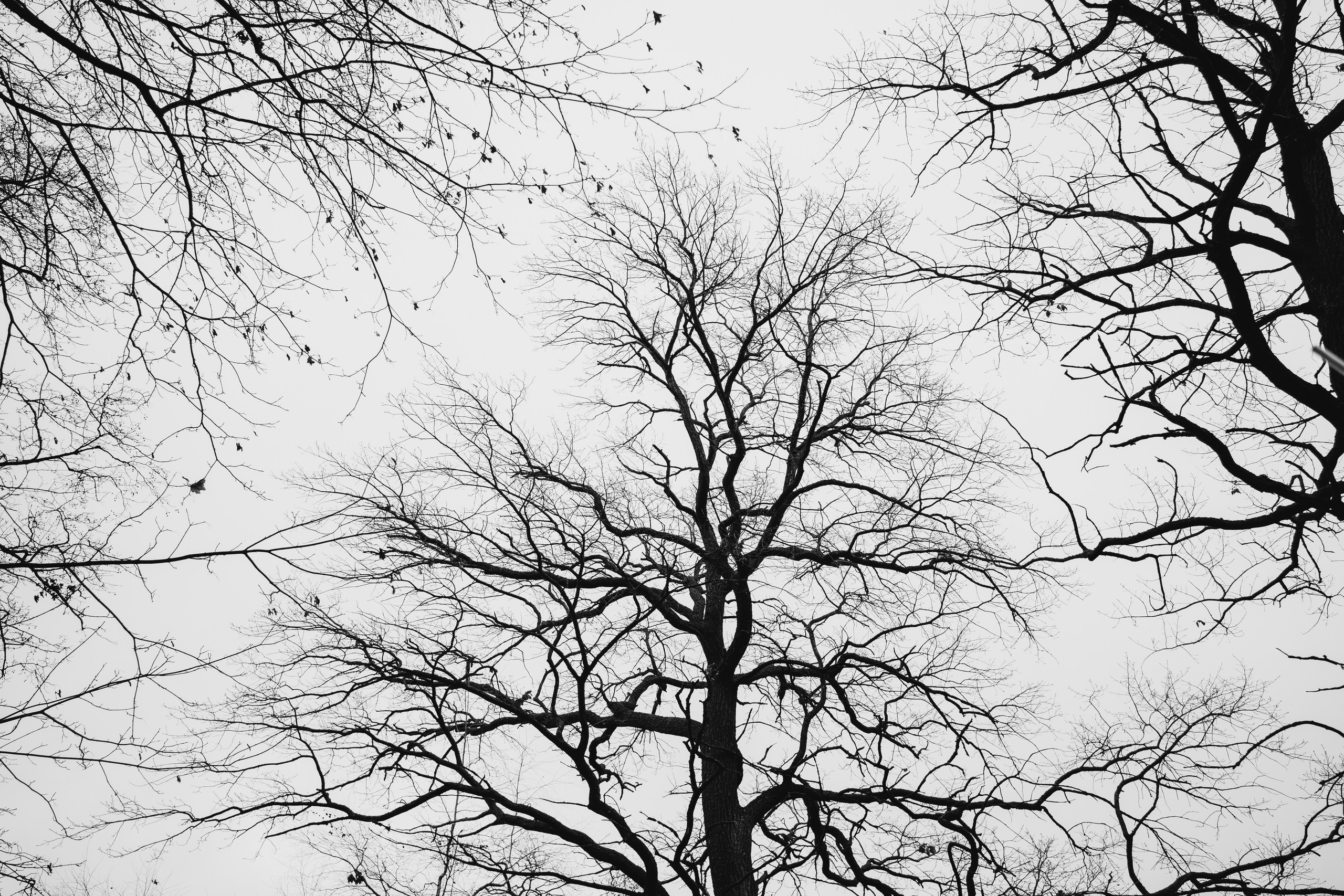 Бекстейдж «‎Бенуа»