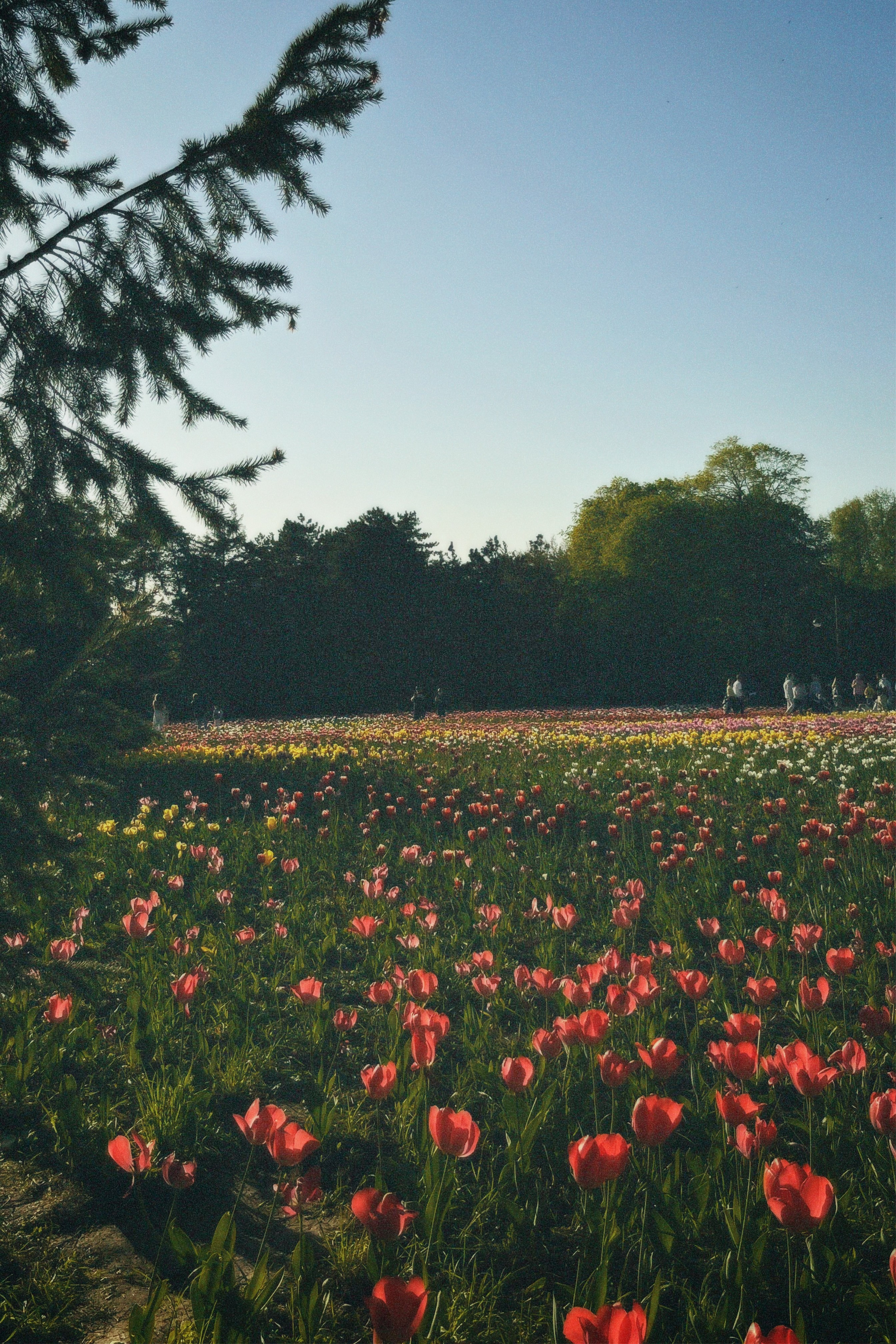КРАСНОДАР. Портретный и лавстори фотограф в Стерлитамаке Альбина Шарт