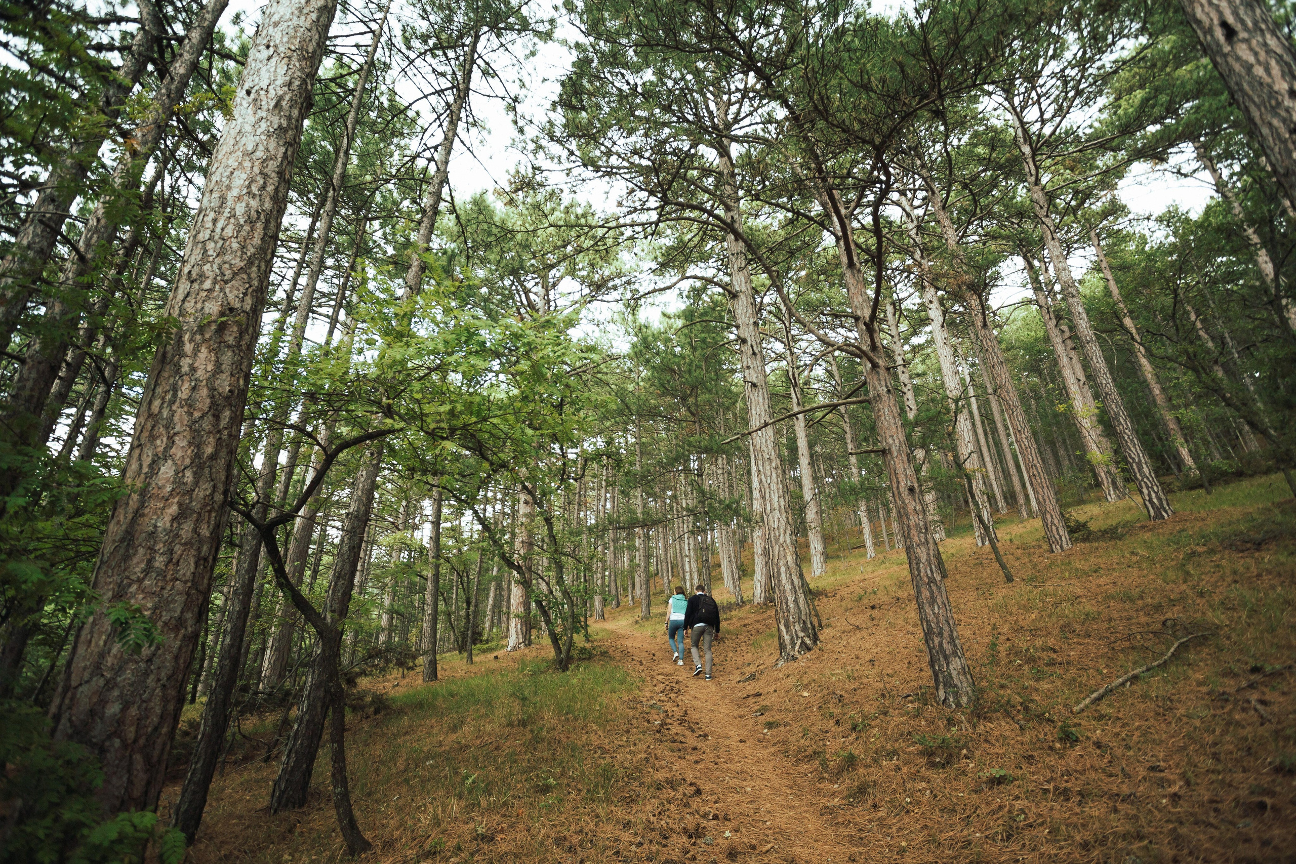 Много гуляли. Семен Соколов