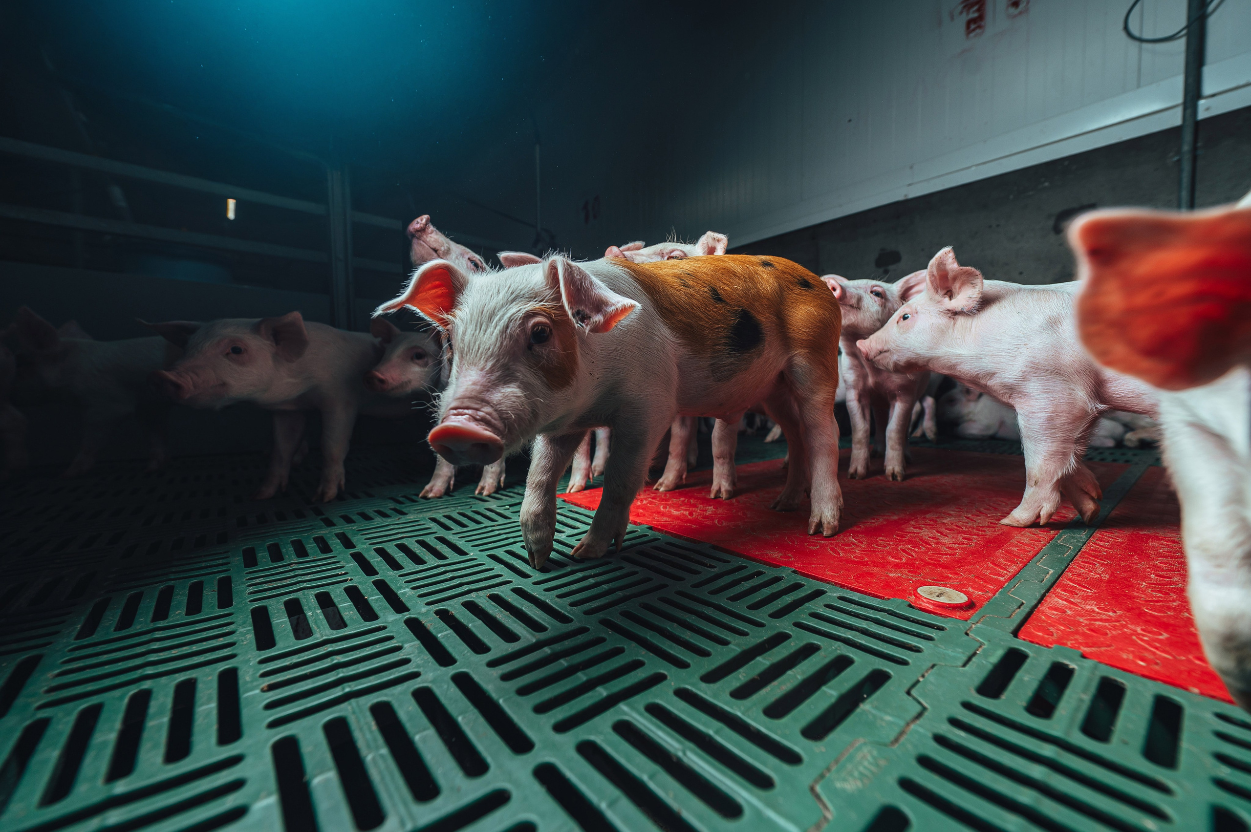 Свинокомплекс «СИБАГРО». Свадебная и концептуальная фотография в городе Улан-Удэ