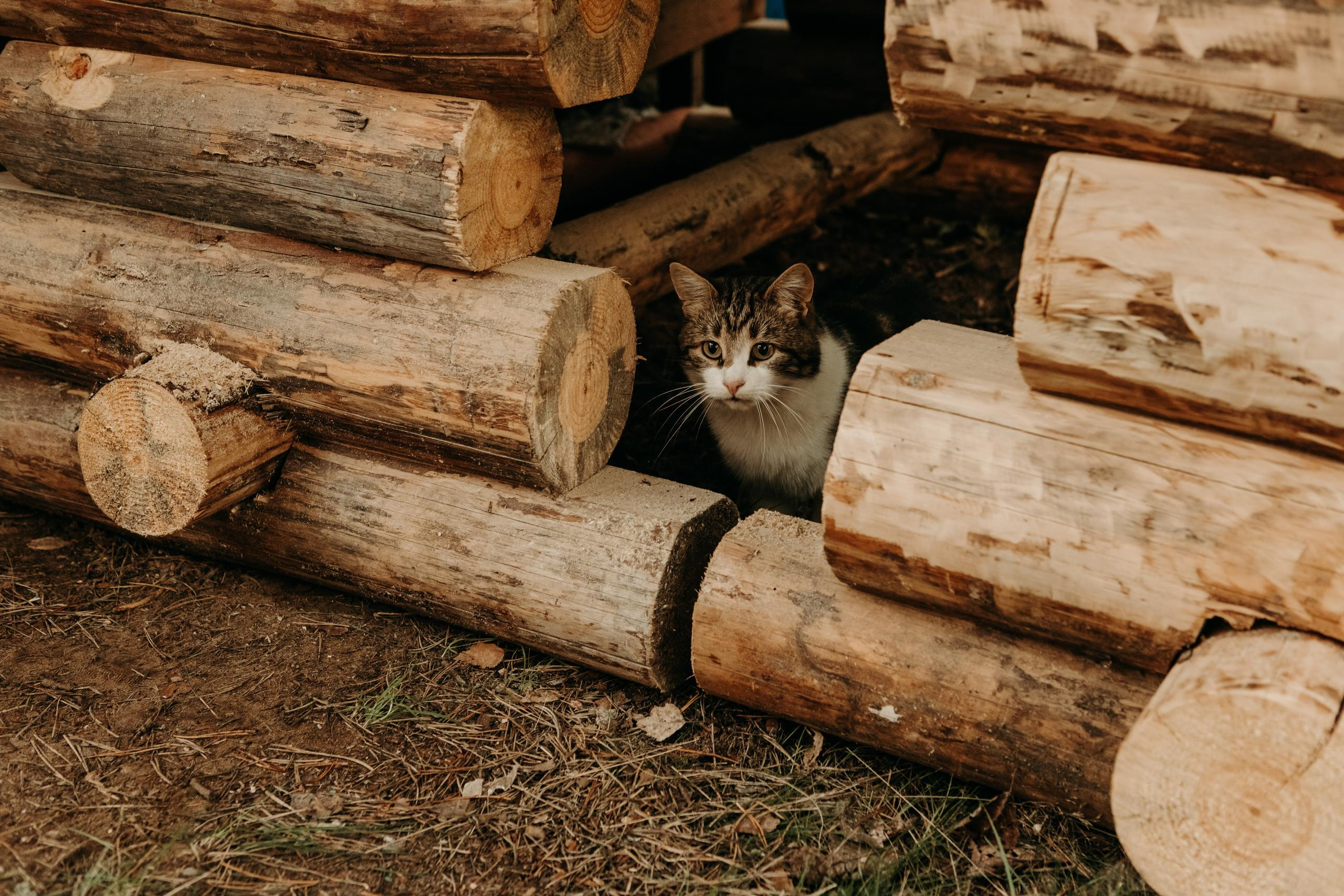 Гордей & Алла. Свадебный и семейный фотограф в Санкт-Петербурге и Москве