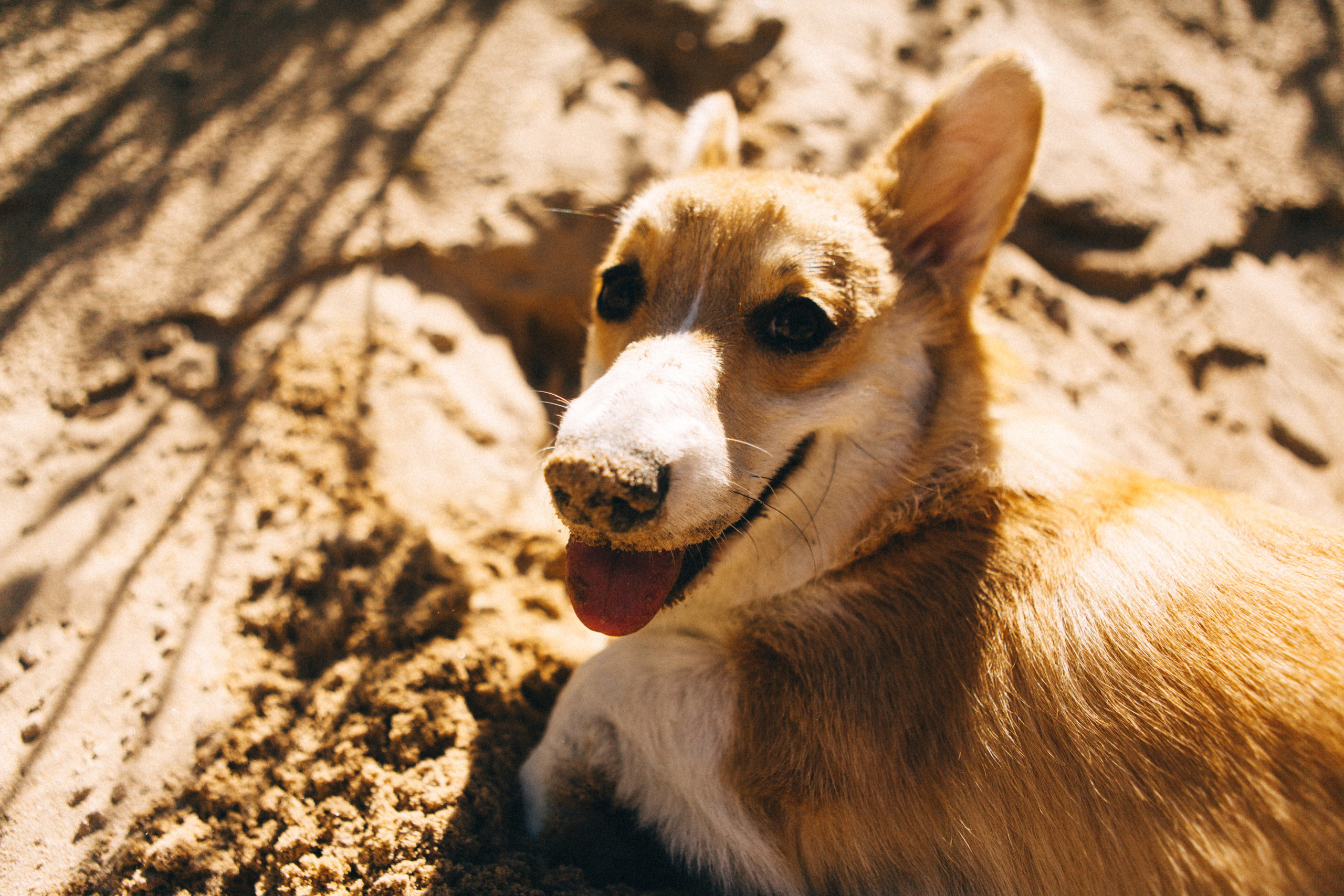 Если с корги вышел в путь…. Свадебный и семейный фотограф в Санкт-Петербурге и Москве