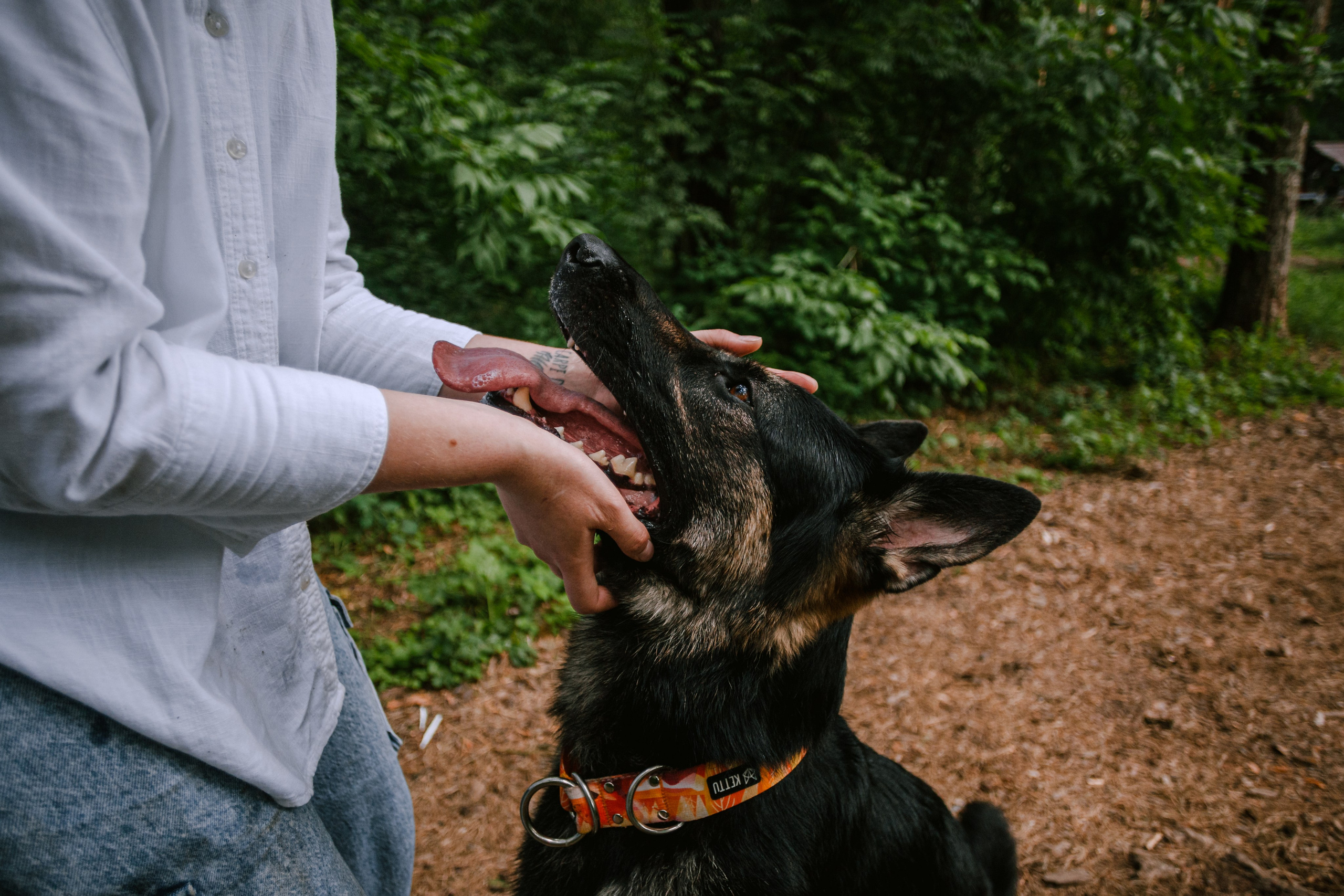 Лесная летняя фотопрогулка. Фотограф-анималист Татьяна Степанова