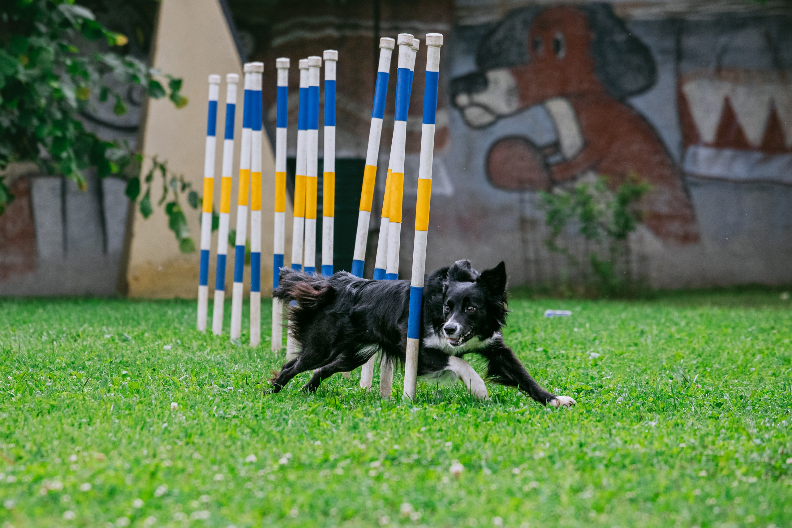 Соревнования по аджилити Долгопрудный 30.06.2025. Фотограф-анималист Татьяна Степанова