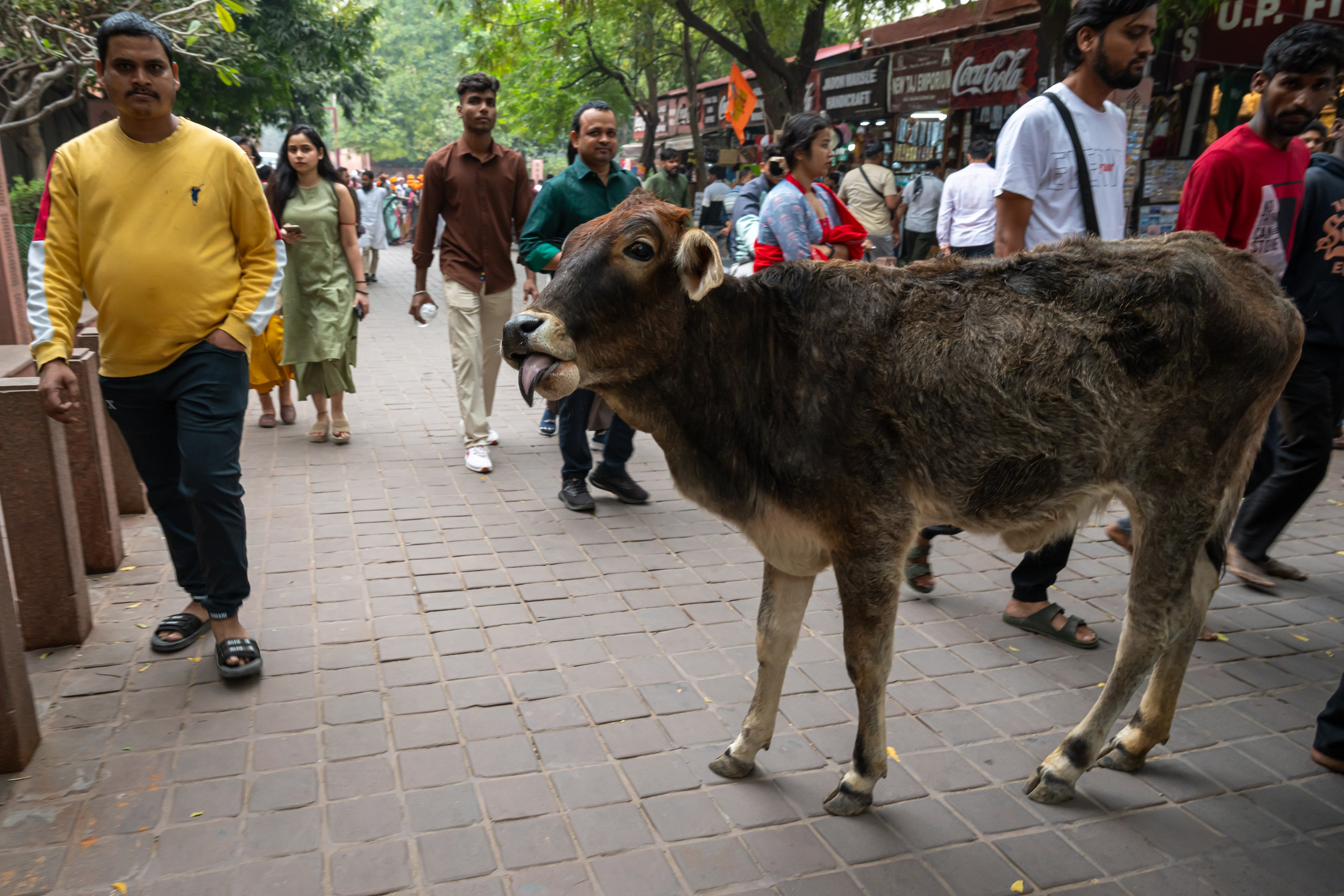 India 2024-2025. Dimitri Bakhtadze photographer
