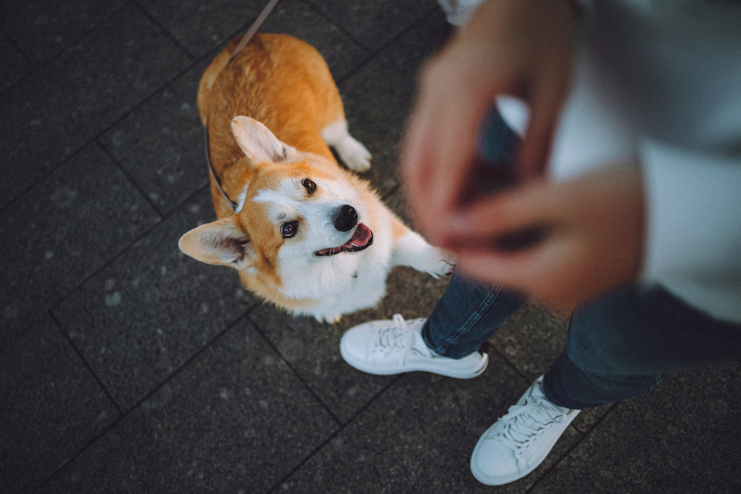 Пуговка и ее семья