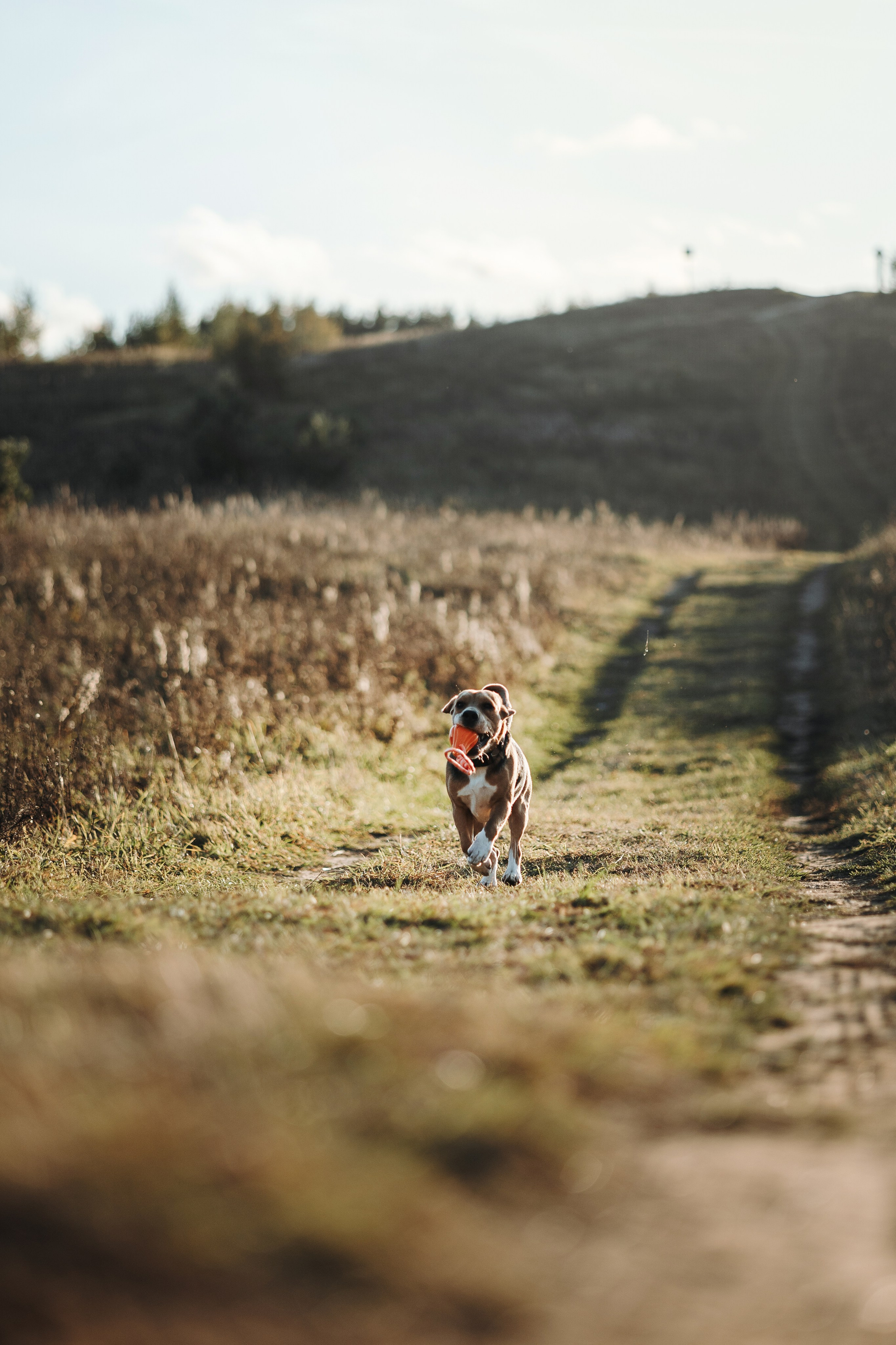 Оуджи и его семья. Фотограф — Анималист | Санкт-Петербург