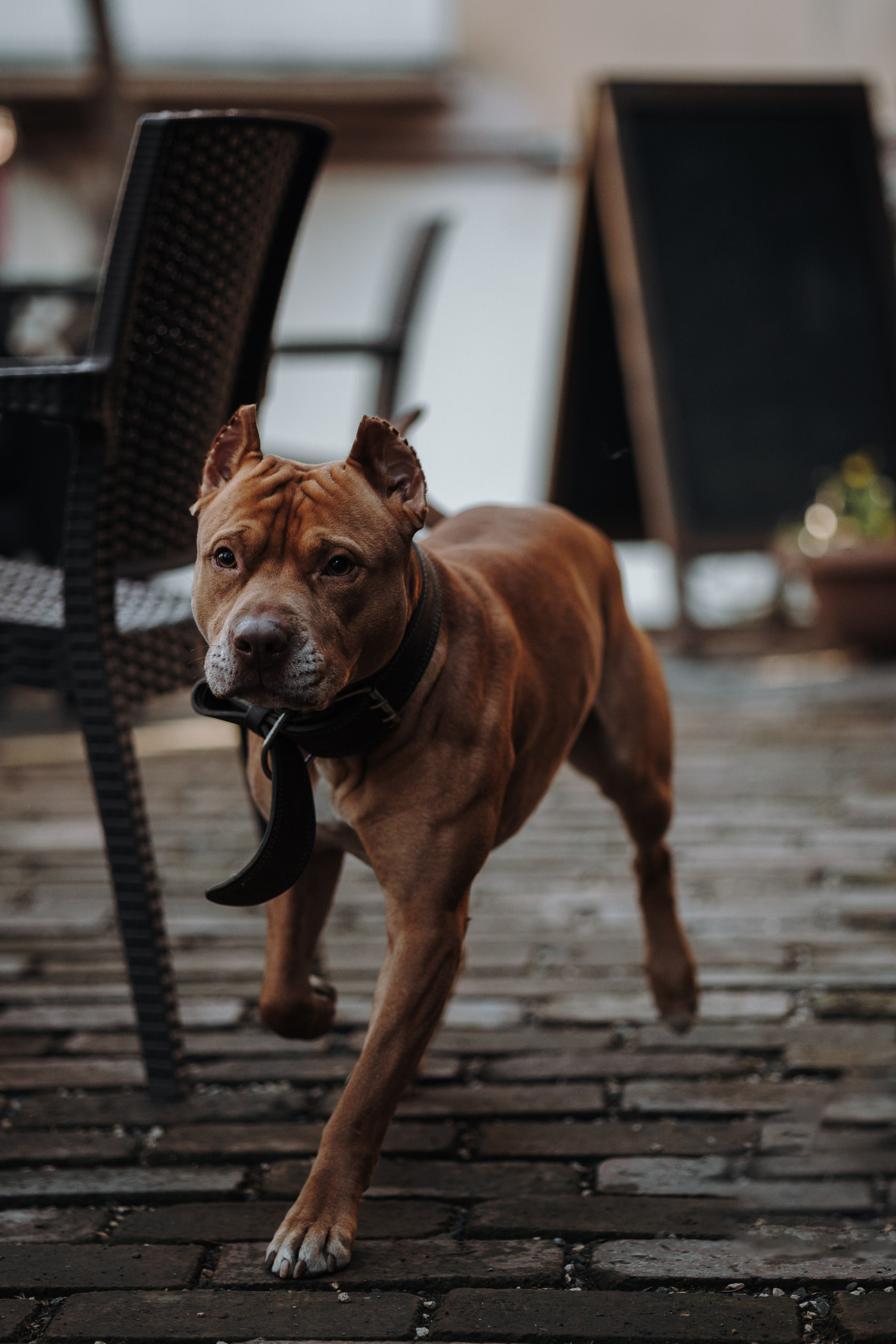 Саша и ее хвосты. Фотограф — Анималист | Санкт-Петербург