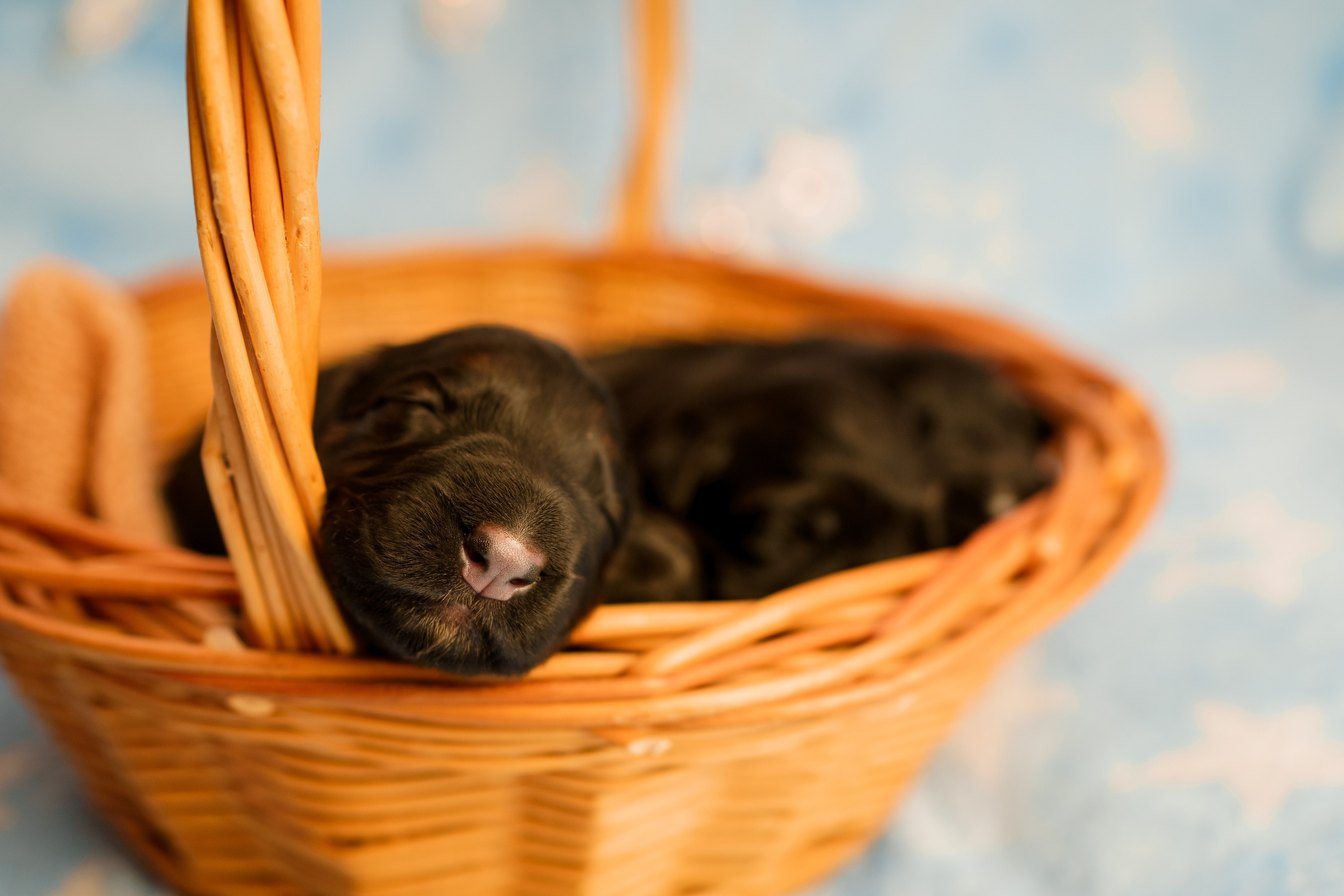 Новорожденные немецкие овчарки. Фотограф-анималист Анастасия Большакова
