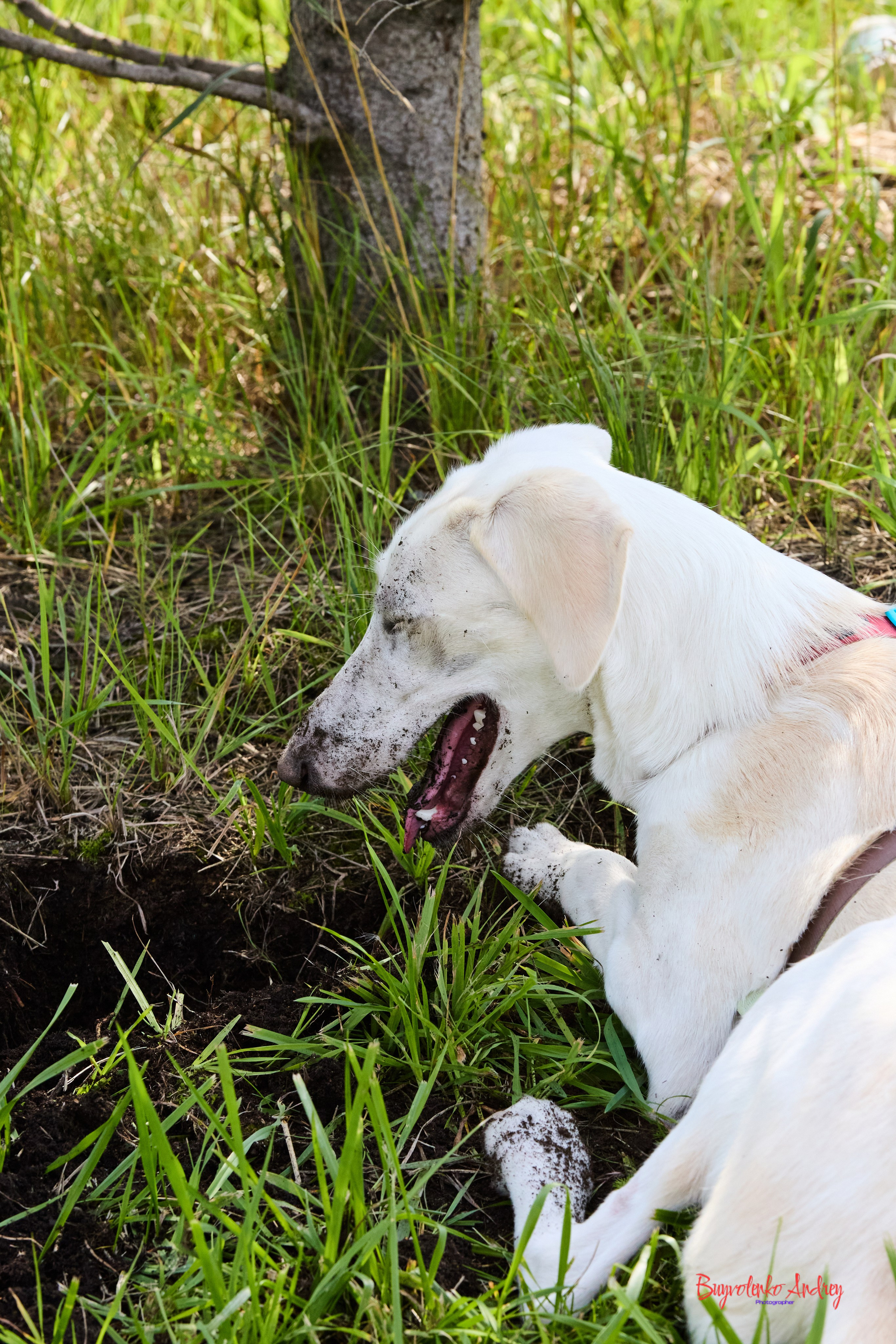 Проект фотопрогулка с хвостиком. Buyvolenko Andrey