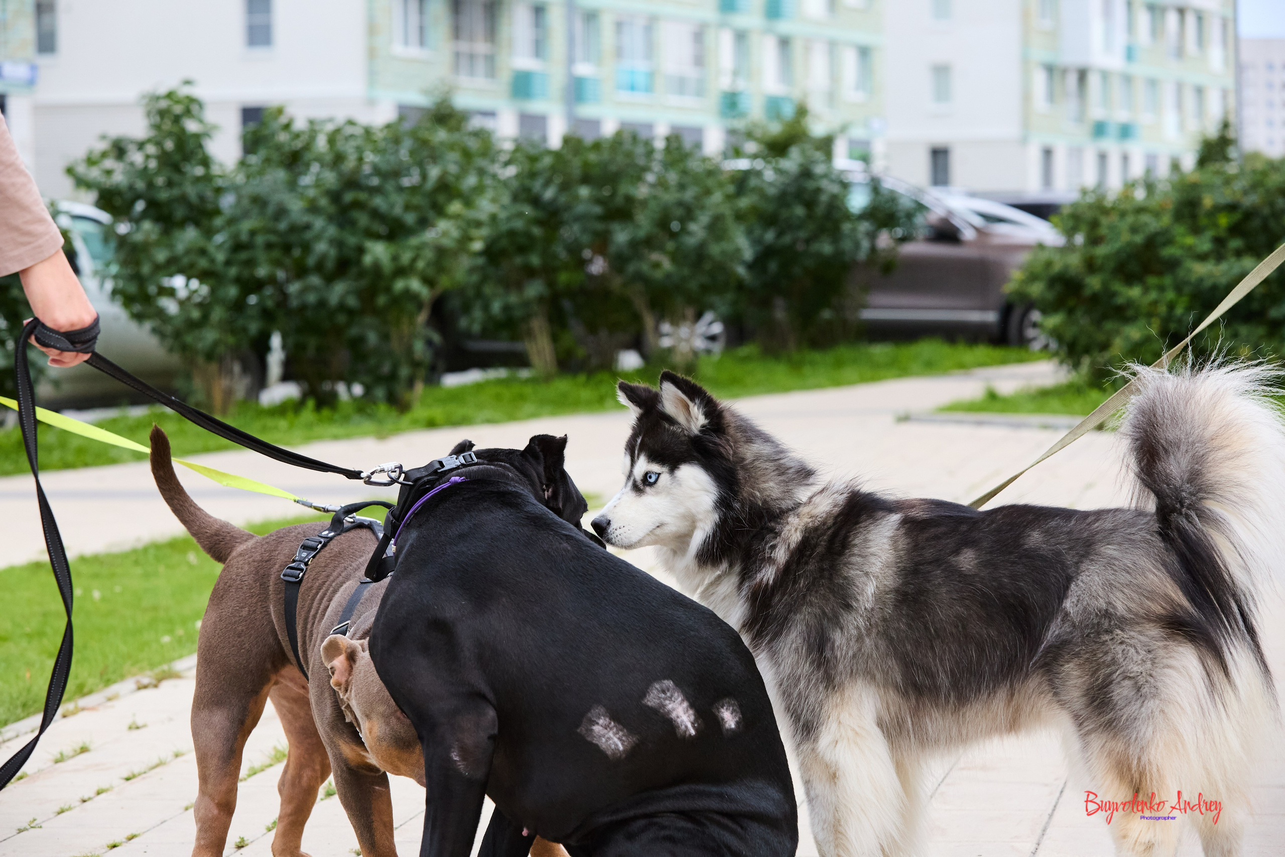 Проект фотопрогулка с хвостиком. Buyvolenko Andrey