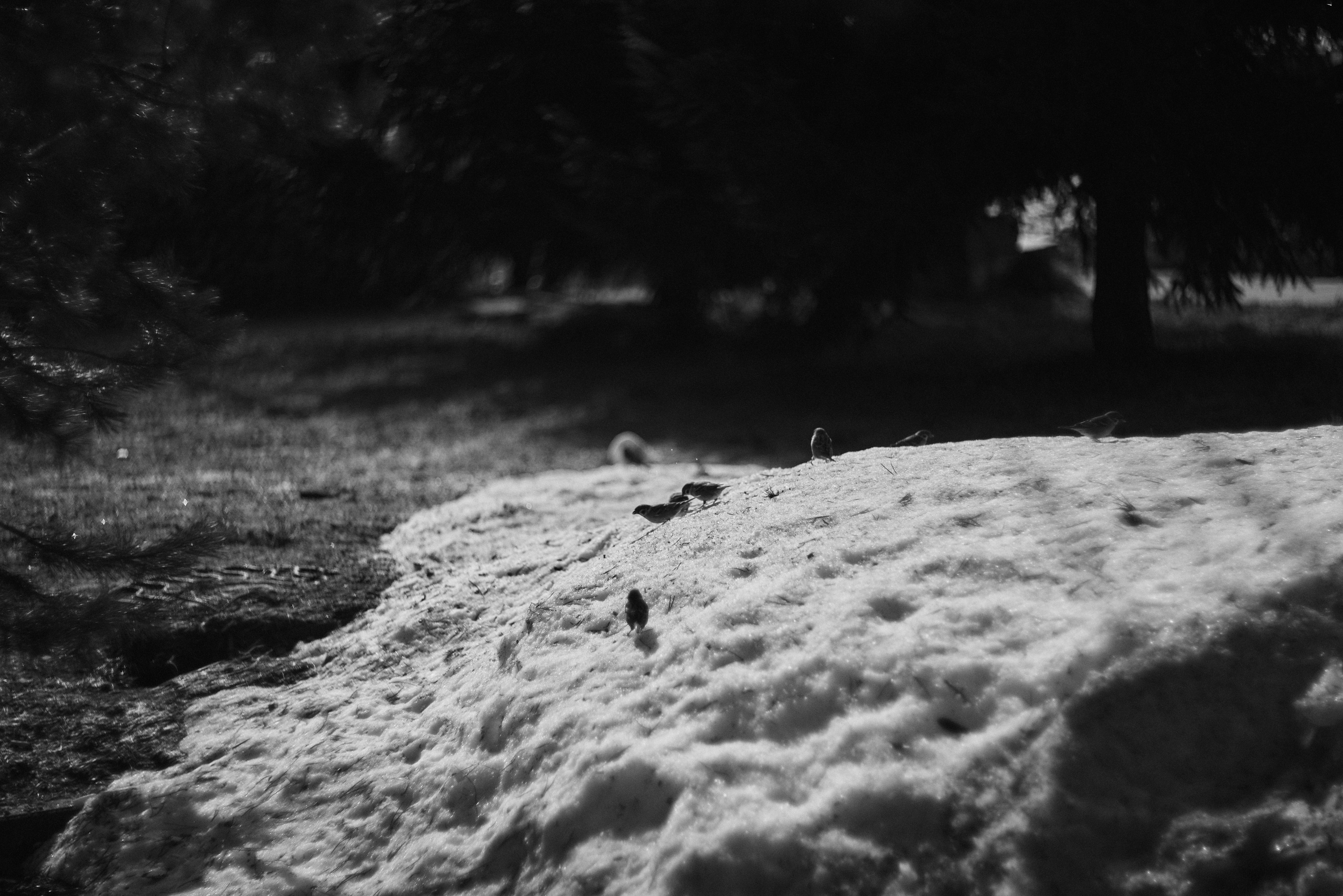 Mesto Sily. Свадебный фотограф Санкт-Петербург DanyaPhotoart