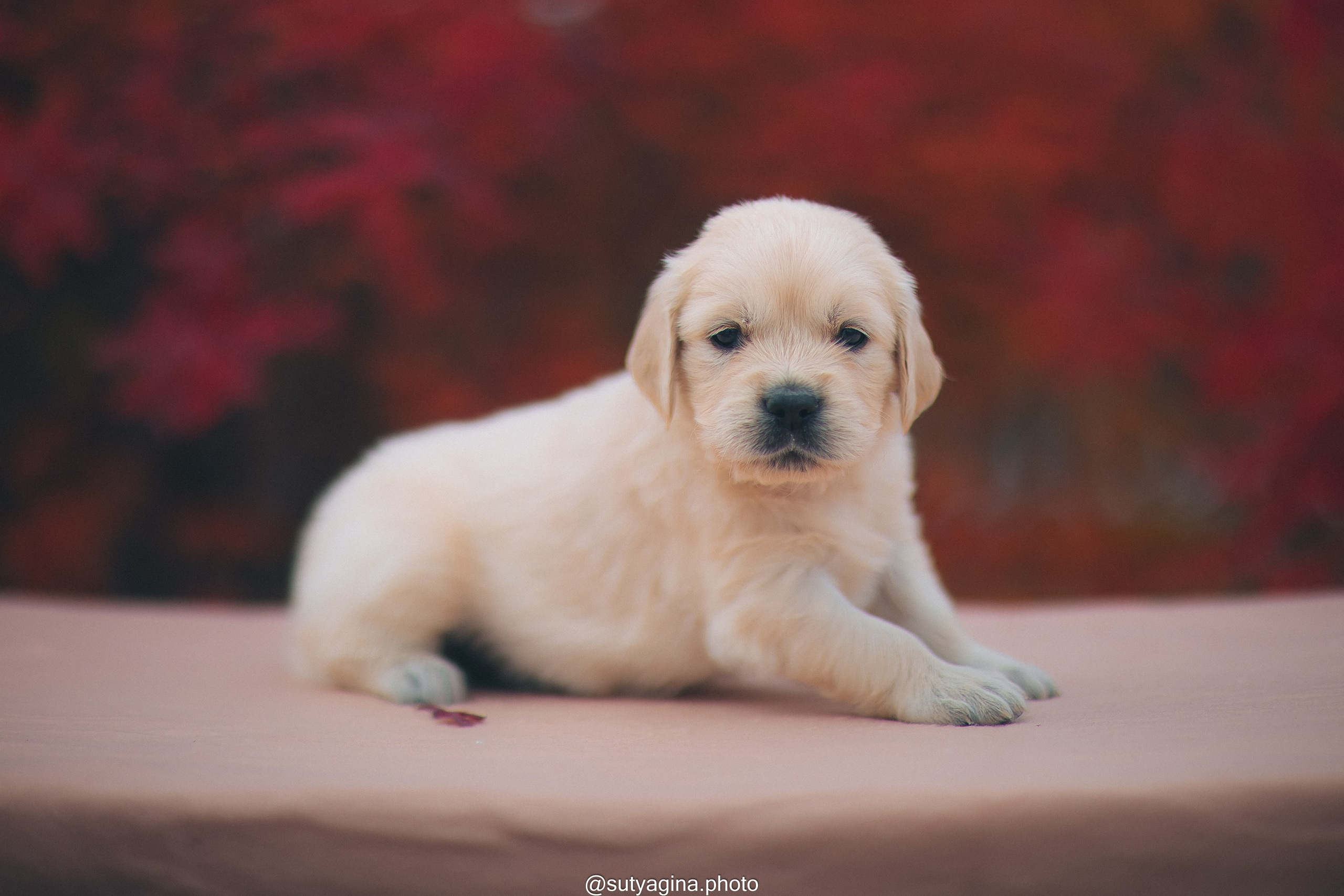 Серая лента. Свадебный и женский фотограф