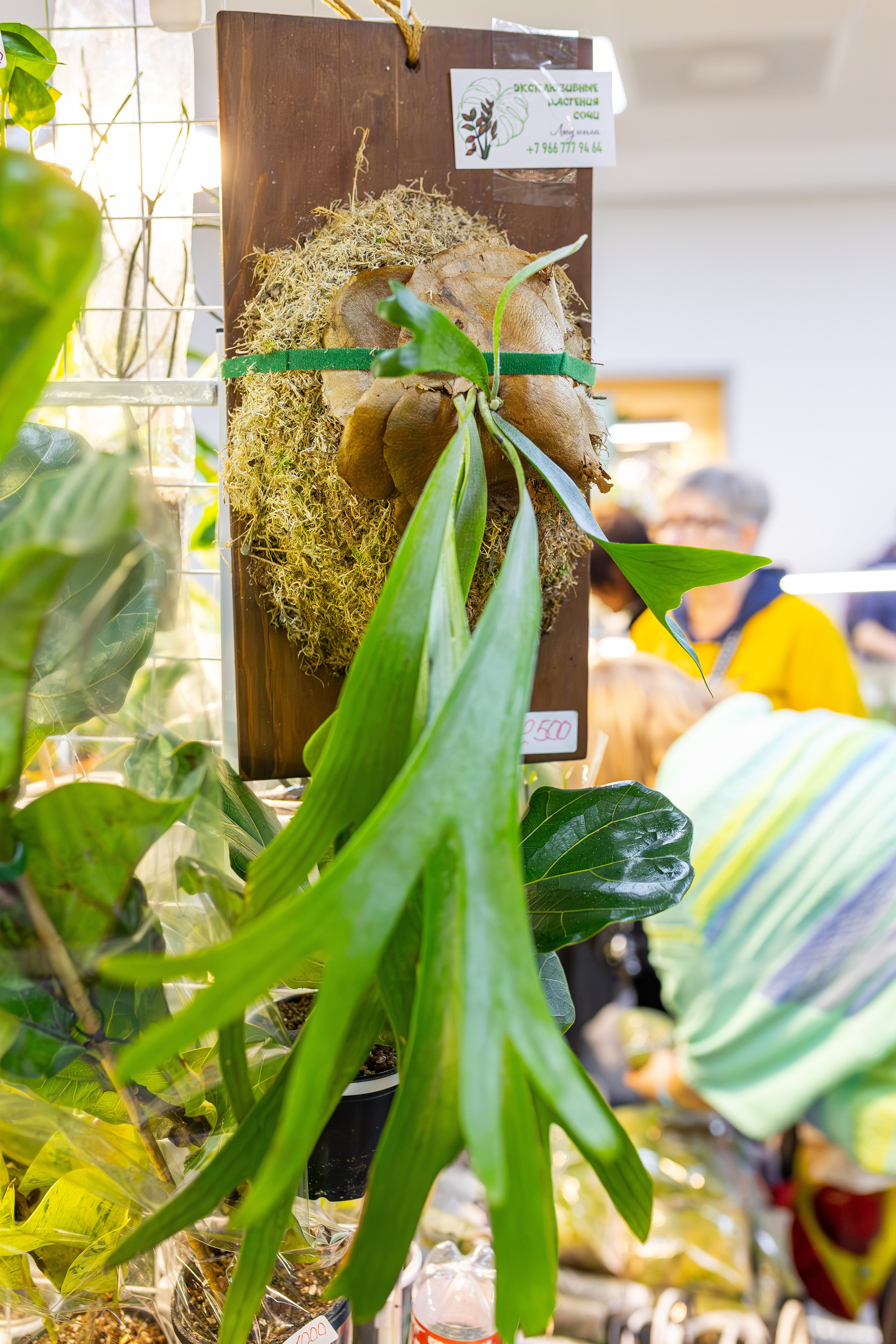 Монстериум апрель 2026. Александра Куликова фотограф, Москва