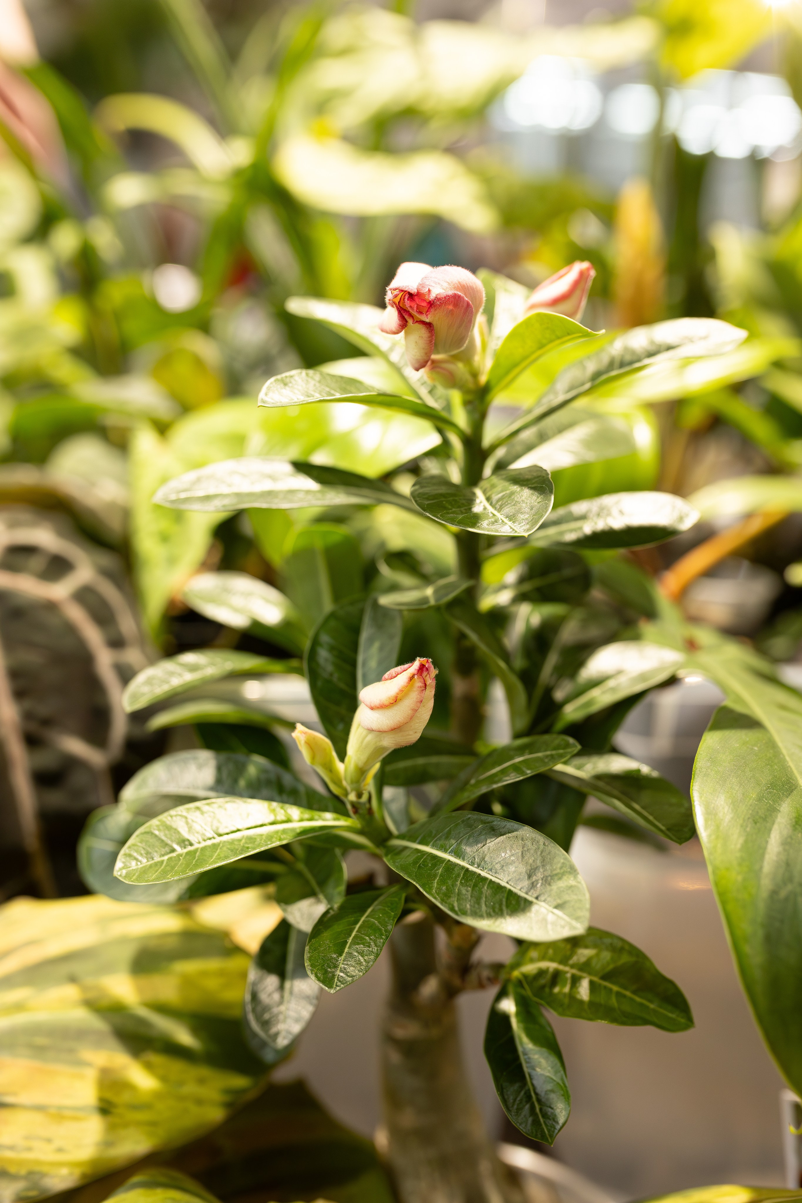 Ярмарка Green Rare 20.09.25. Александра Куликова фотограф, Москва