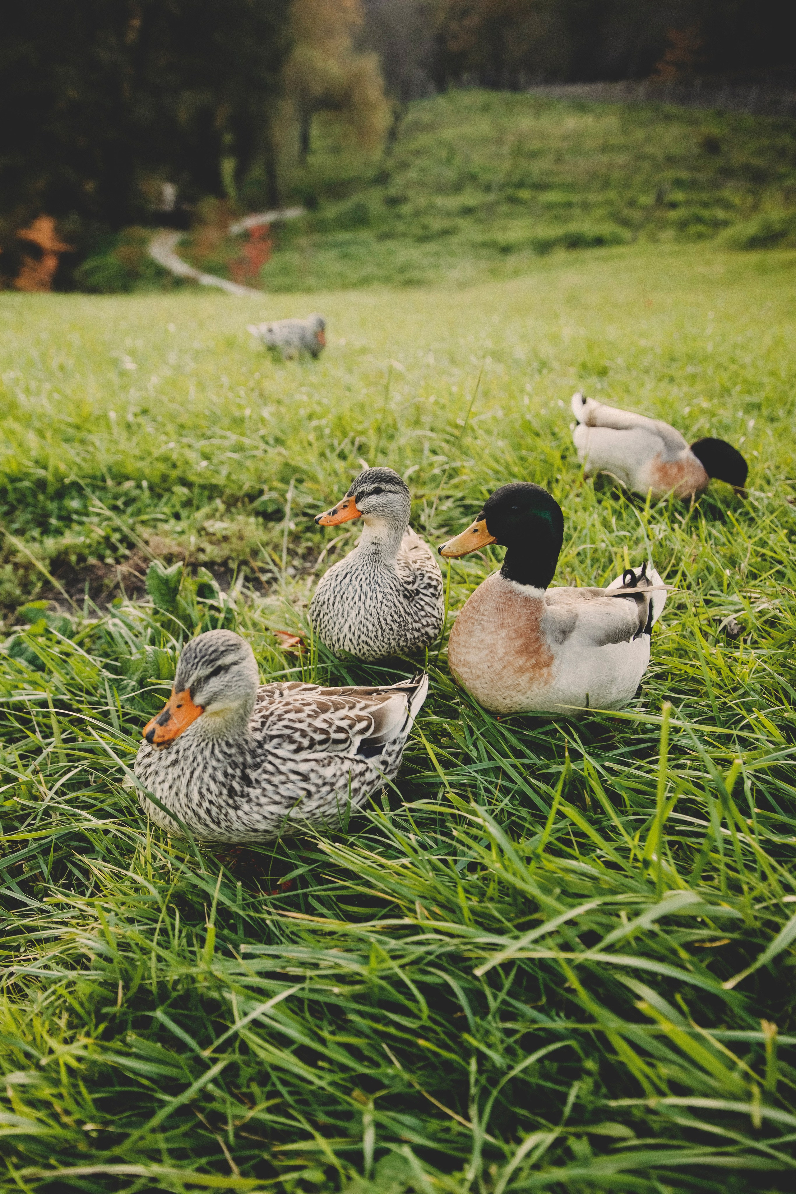 Мирославу 1 годик. Свадебный и семейный фотограф Колоскова Мария (Сочи и весь мир)