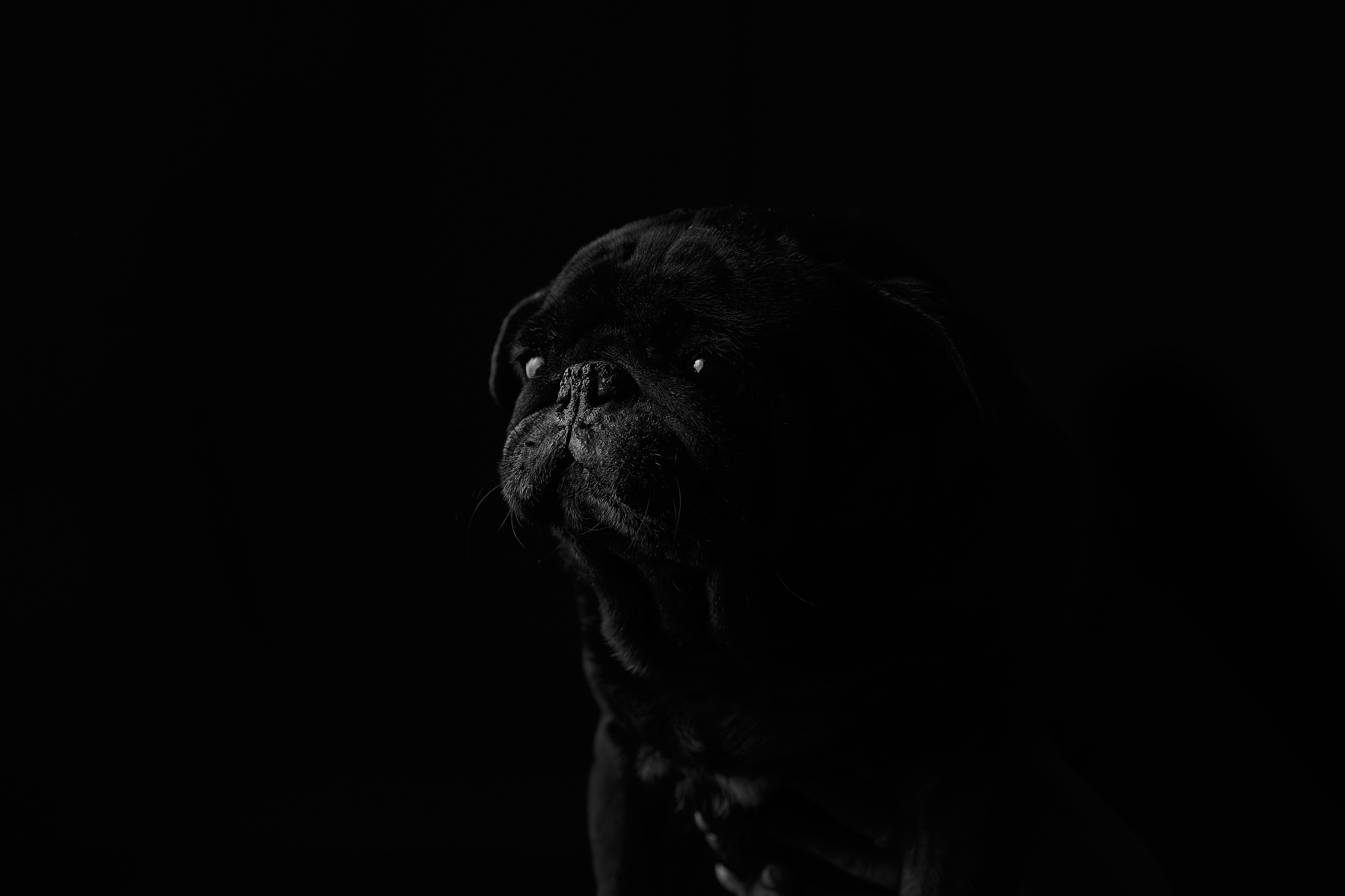 Портреты домашних любимцев. Любовь Гальцова — свадебный, семейный, детский фотограф в городе Кемерово и Кемеровской области