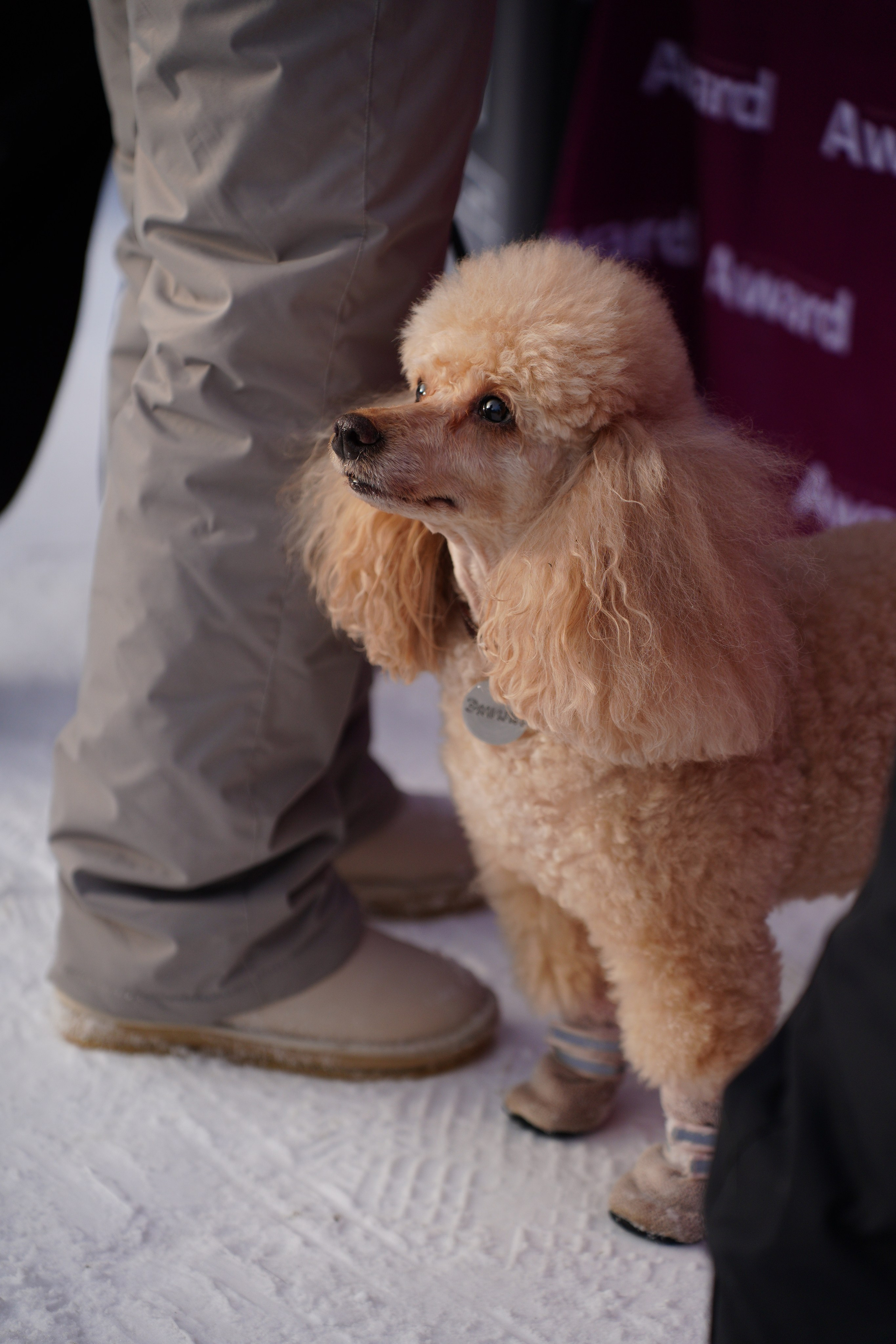 Благотворительная Акция «Ищу Человека». Pupov.png