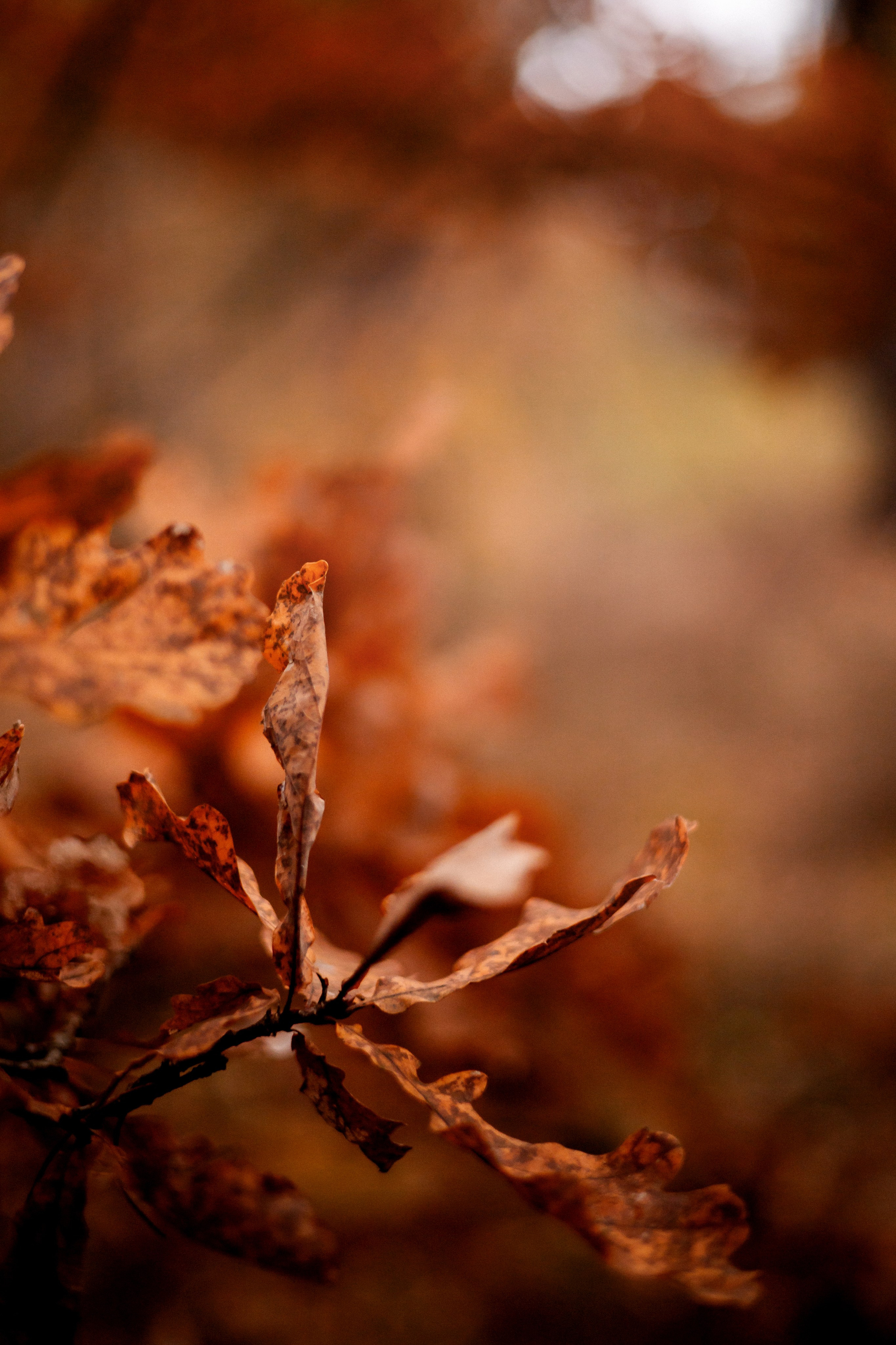 Осенняя фотосессия в Гомеле, семейная фотосессия в лесу, мама и сын, прогулка в лесу, фотосессия с собакой, осенний образ, лайф-стайл, семья, фотограф Гомель
